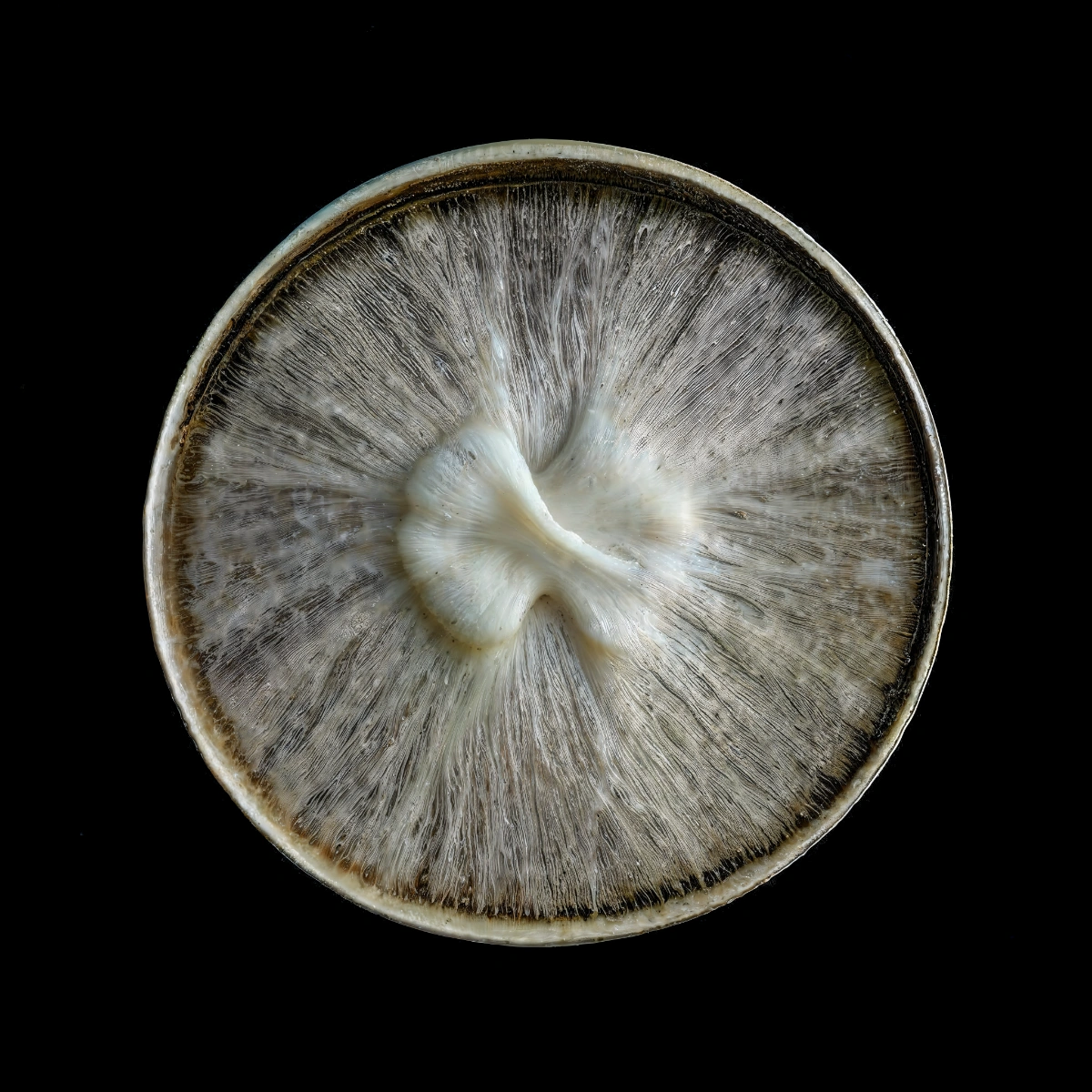 mycelium network:abstraction by SYS™ — A radial mycelial structure photographed from directly above, revealing the organizational logic of fungal networks.