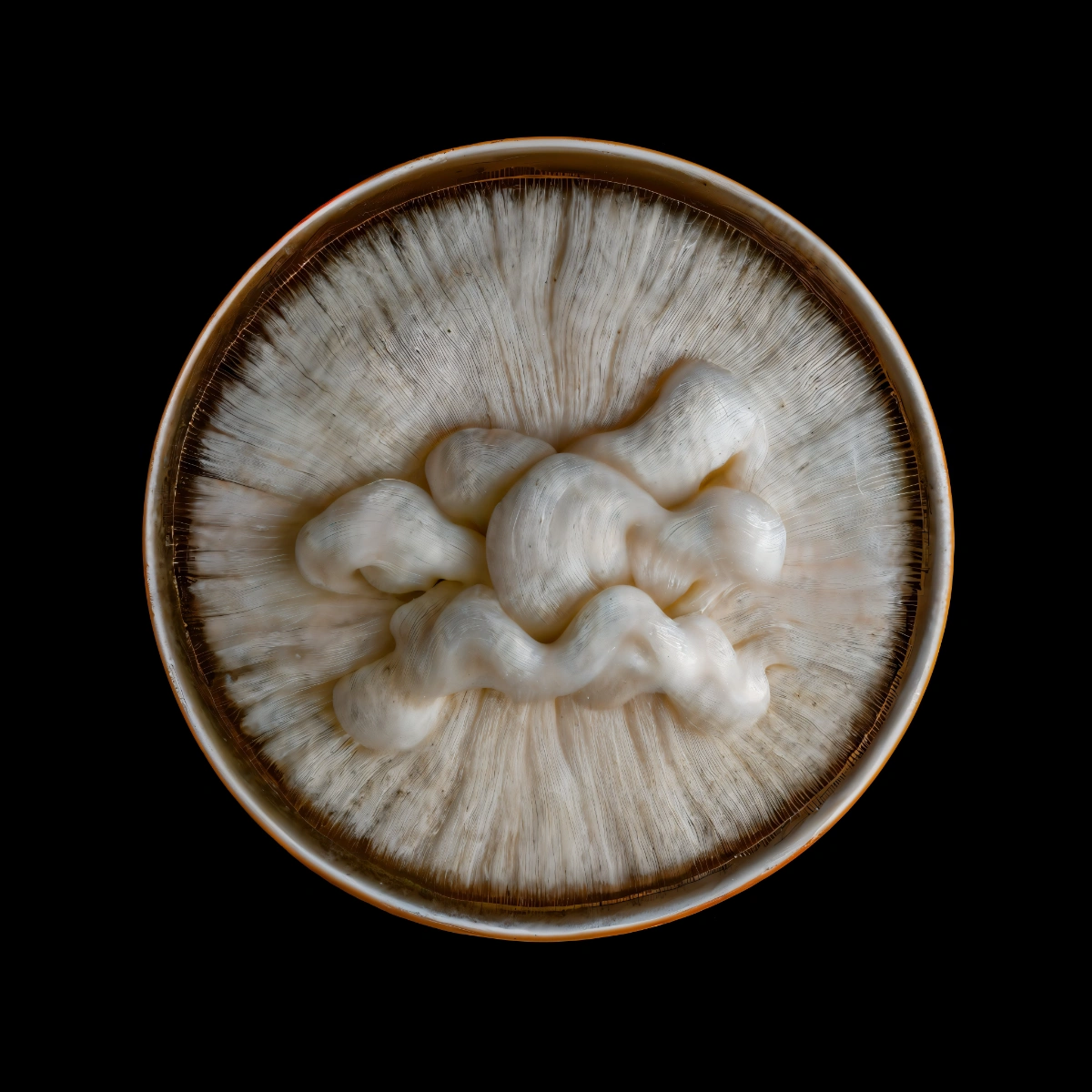 mycelium network:abstraction by SYS™ — A overhead photograph of a petri dish containing a radial mycelial network rendered in cream, grey, and brown tones.