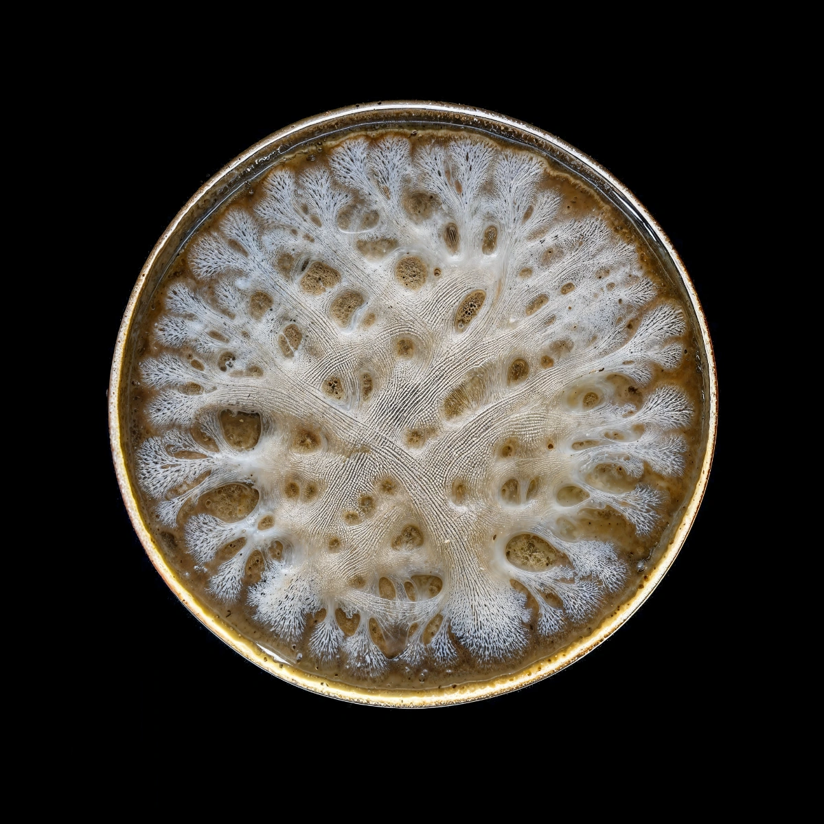 mycelium network:abstraction by SYS™ — A circular petri dish photographed from directly above reveals a radial filament network expanding outward from a central cluster of five to six white...