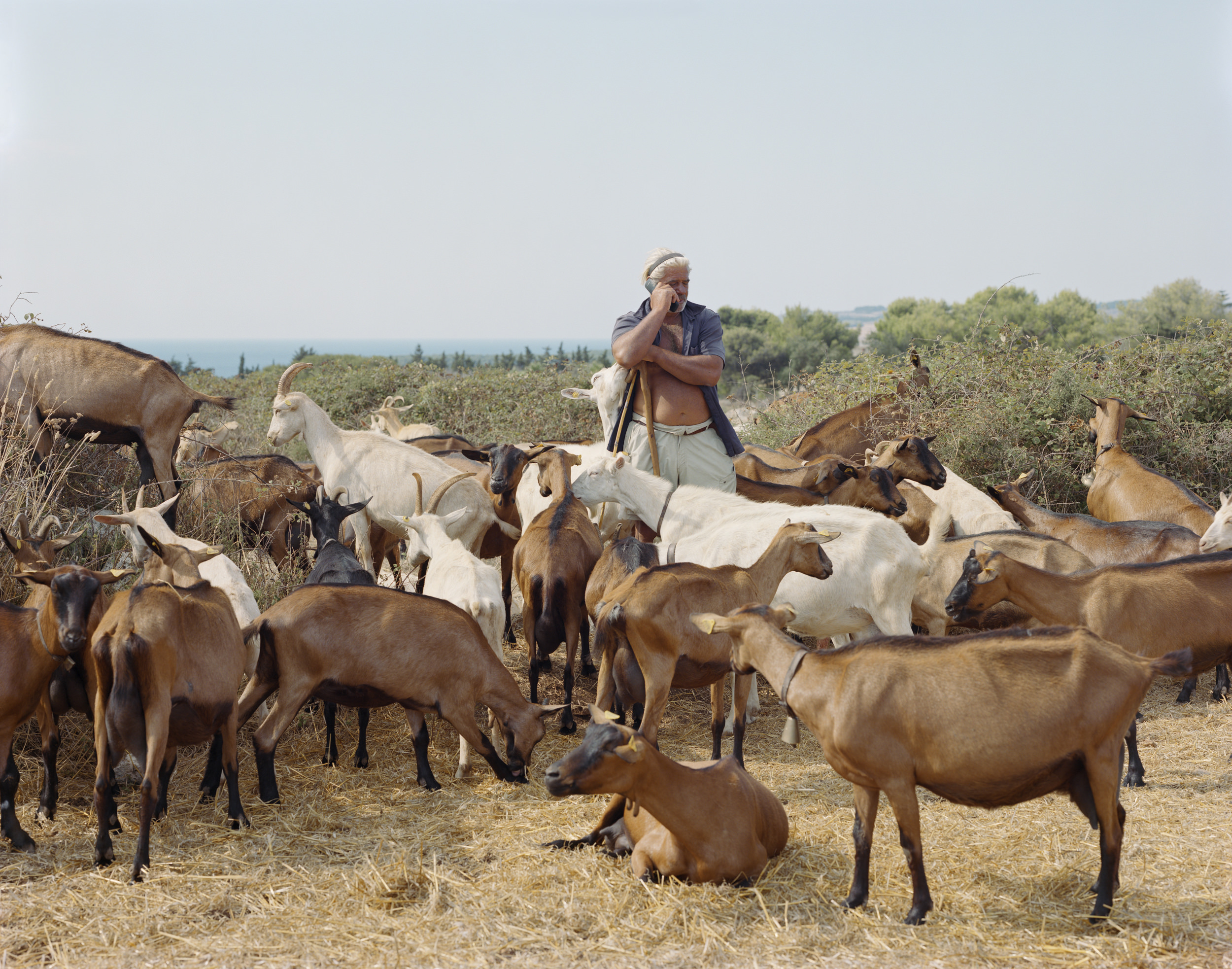 Ghosts in the Field by Murray Ballard — A goatherd stands amid a mixed herd of brown and white goats grazing on sparse, dry vegetation in rural Puglia.