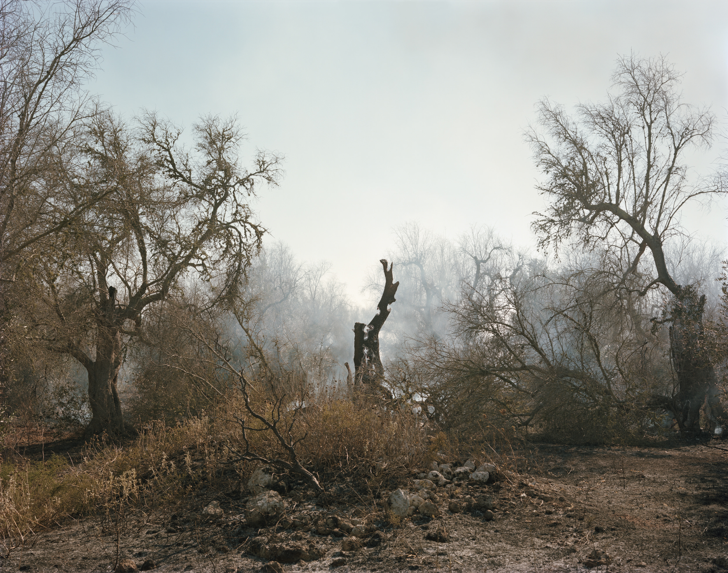 Ghosts in the Field by Murray Ballard — A charred oak trunk, hollowed and split vertically, dominates the composition with exposed rust-red interior wood and darkened char marks.