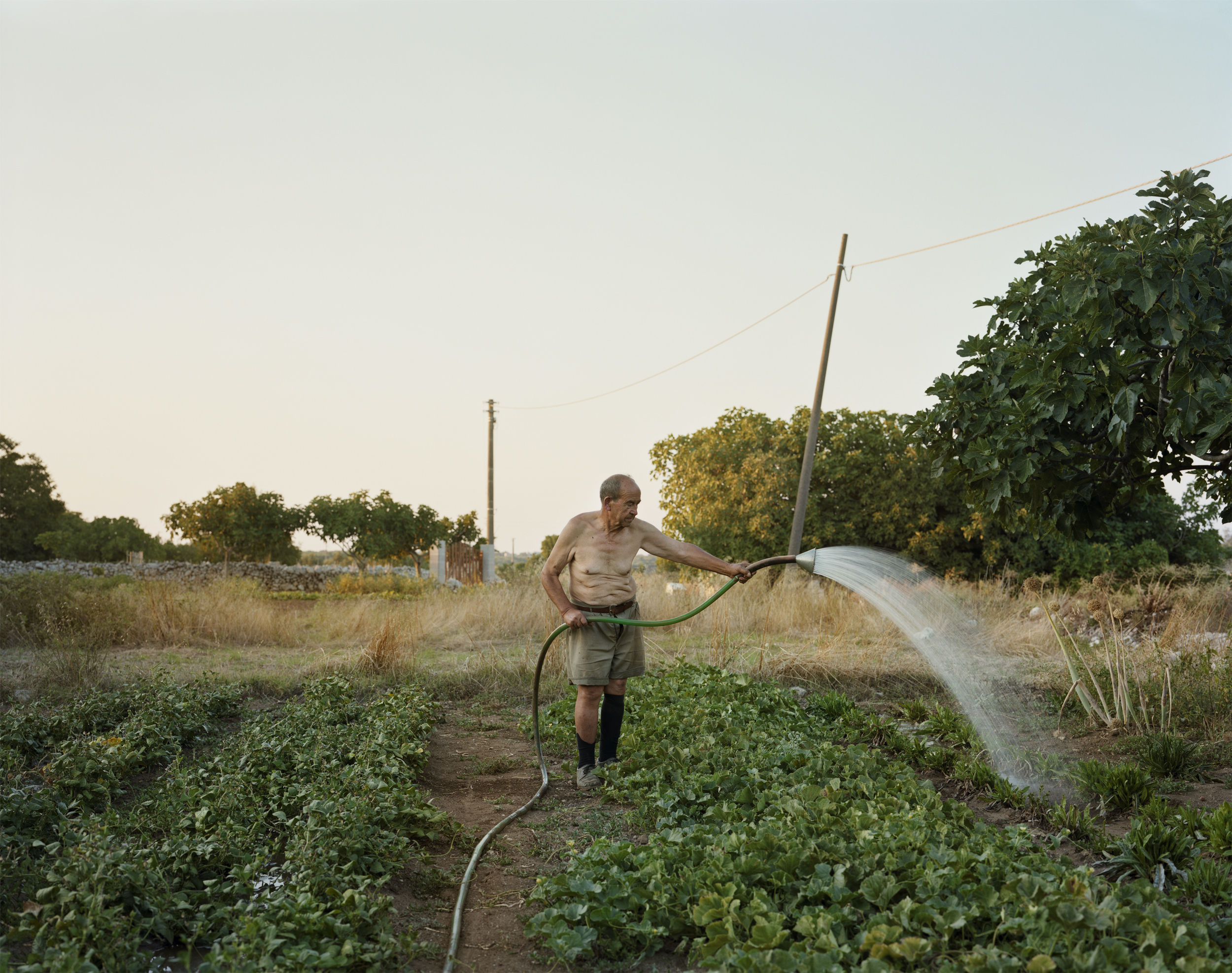 Ghosts in the Field by Murray Ballard — An elderly man waters a vegetable garden with a garden hose in rural Puglia, the water arcing across rows of young leafy crops.