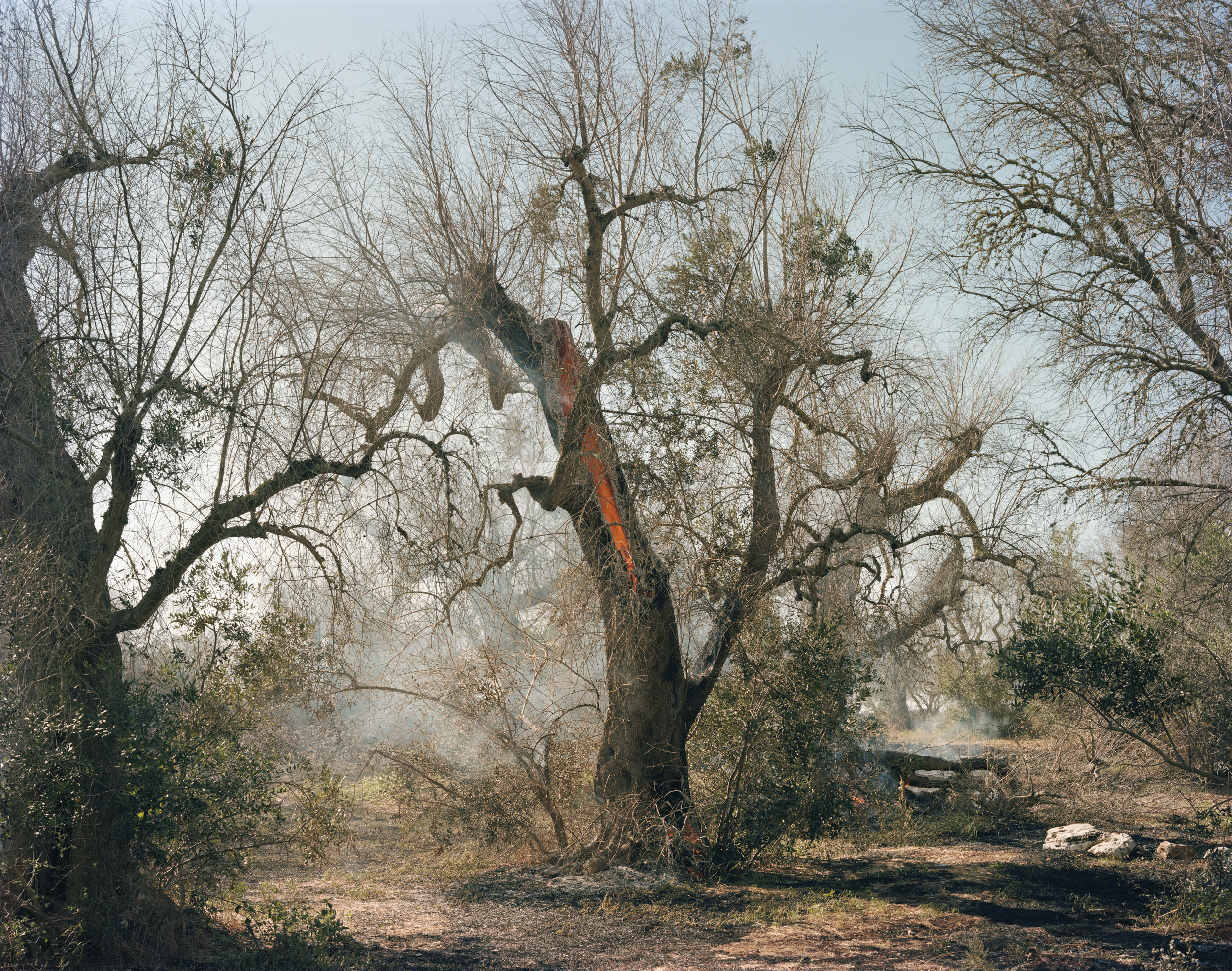 Ghosts in the Field by Murray Ballard — A hollow olive tree trunk dominates the composition, its charred interior exposing rust-red wood grain and active embers glowing at the base.