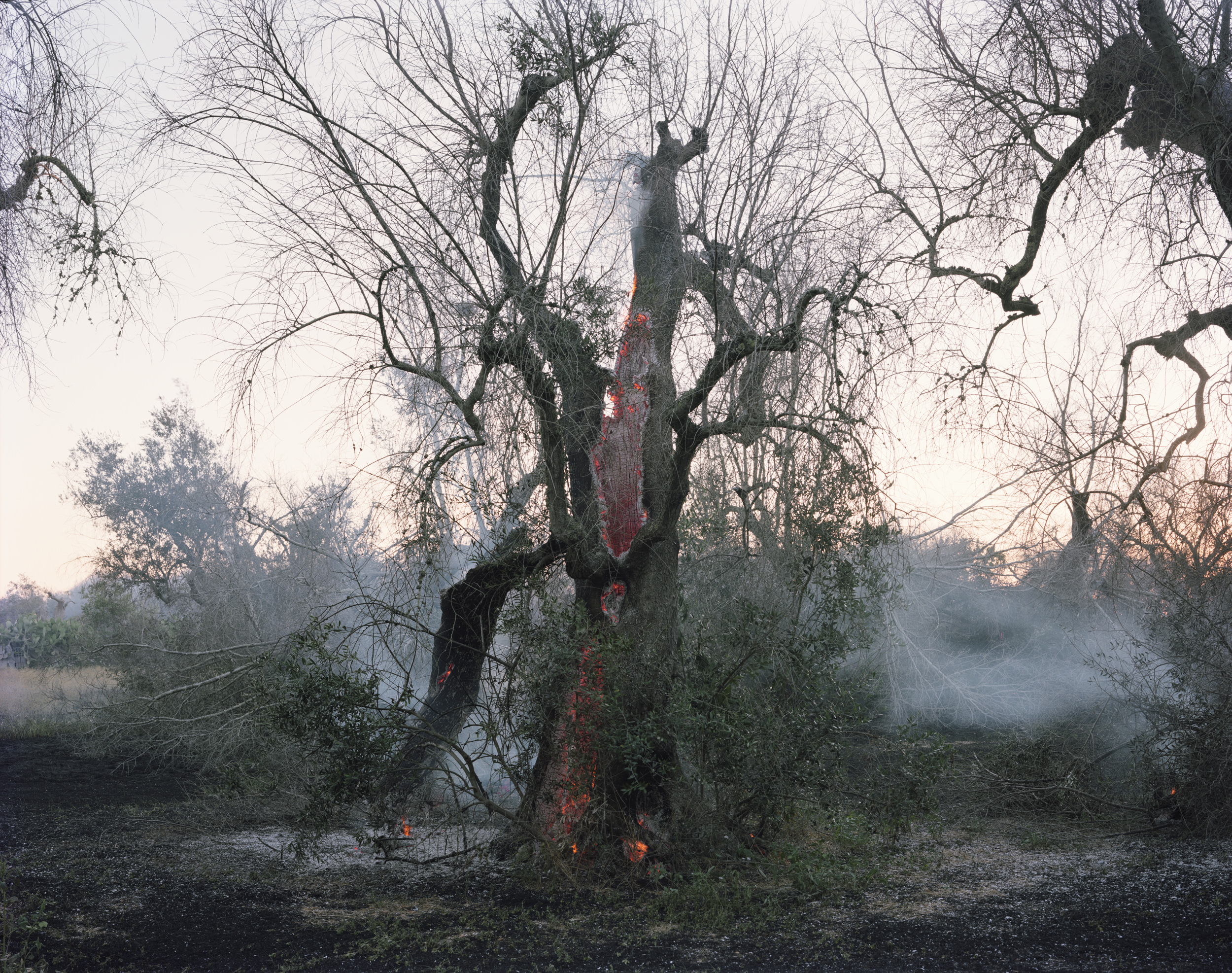 Ghosts in the Field by Murray Ballard — A hollowed olive tree trunk dominates the composition, its interior exposed to reveal charred rust-red wood.