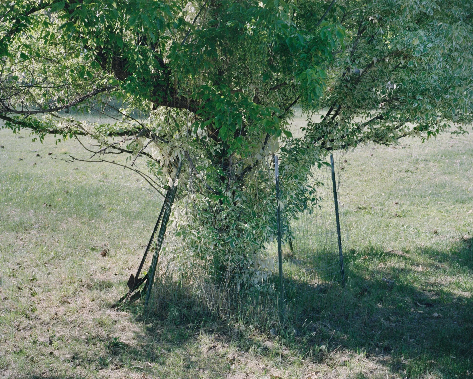 Camp by Blake Masi, photographed by Blake Masi — A willow tree wrapped in wire mesh fencing stands in a dry field, two metal stakes propping it upright, green light filtering through its leaves.