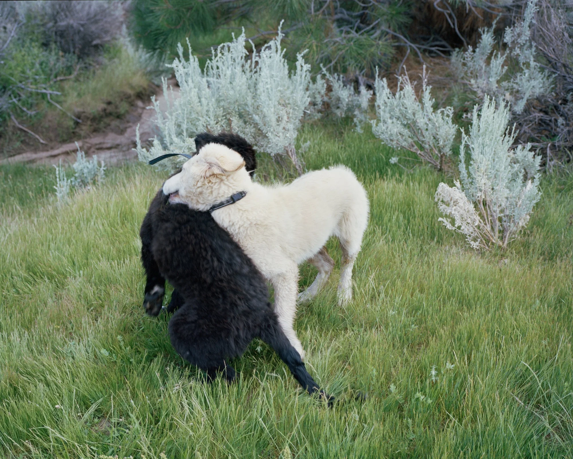 Camp by Blake Masi, photographed by Blake Masi — Two lambs, one black and one cream-white, wrestle in a meadow of long grass with silver-grey sagebrush behind them.
