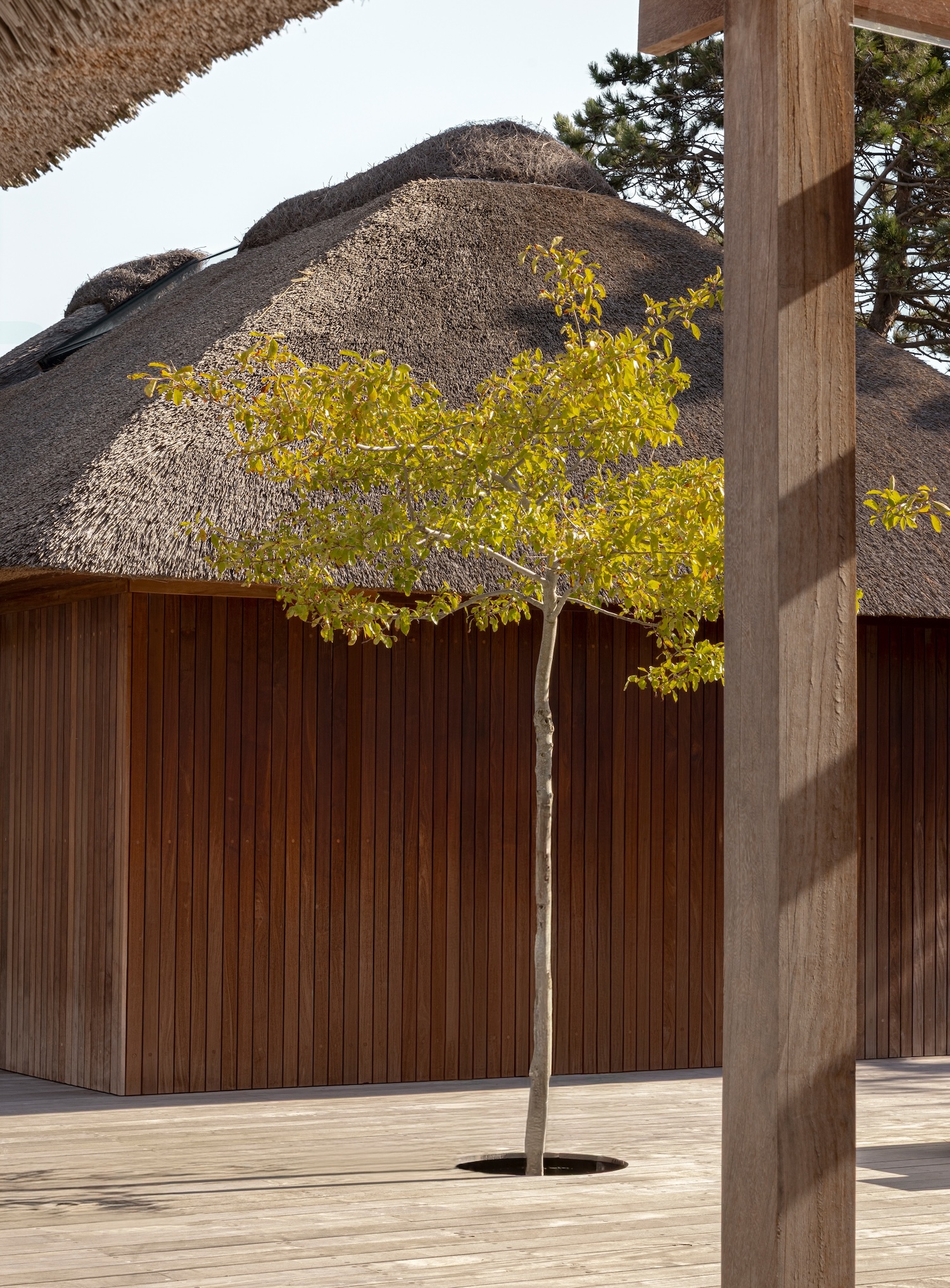 Shoreline Studio by Norm Architects, photographed by Norm Architects — Courtyard view with young tree growing through timber deck, thatched roof curving over vertical hardwood walls of the studio.