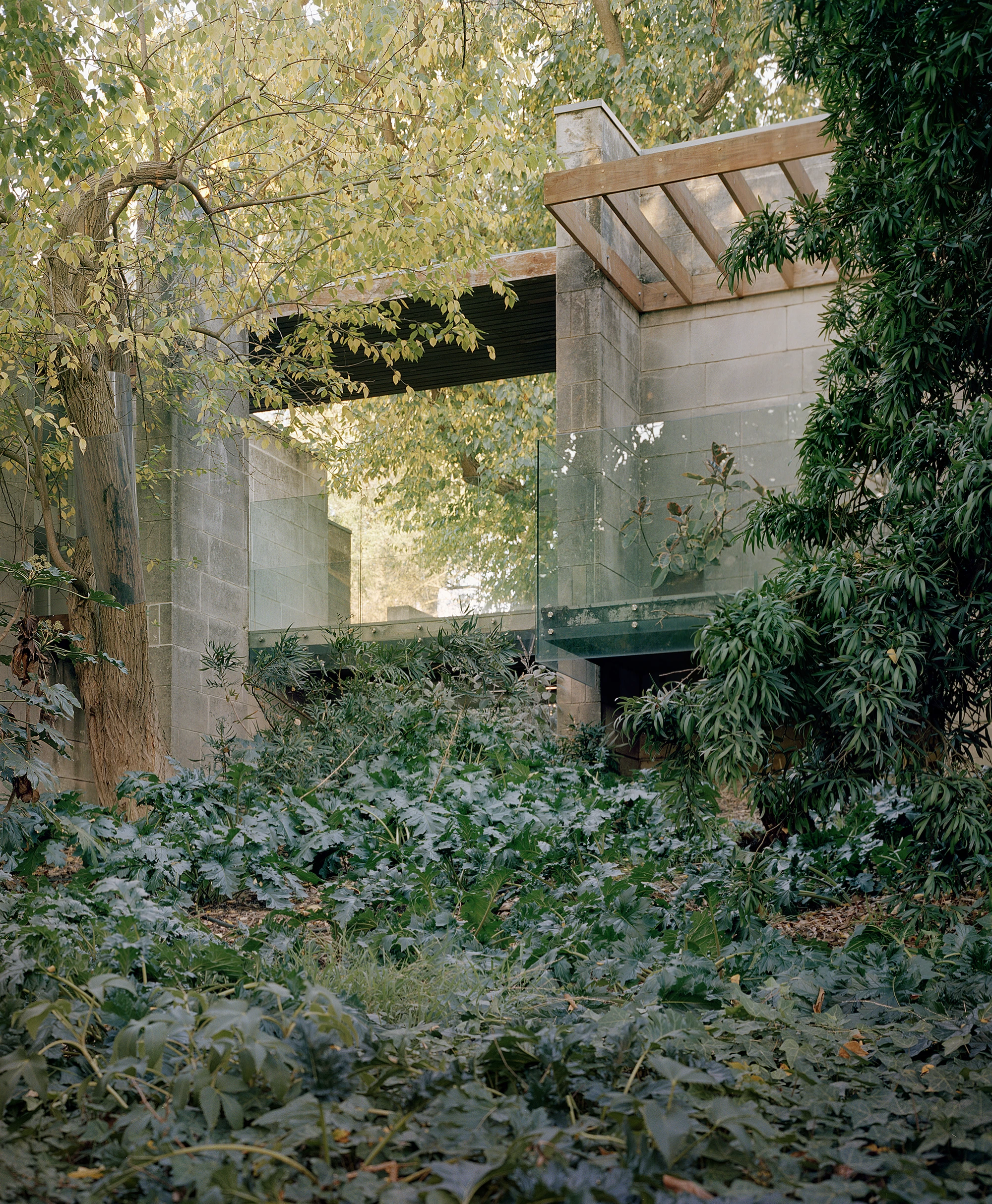 Heide by McGlashan and Everist, photographed by Danny Kai — a glass-walled limestone corner held in by maple and shrubs, the floor inside the same tone as the gravel outside.