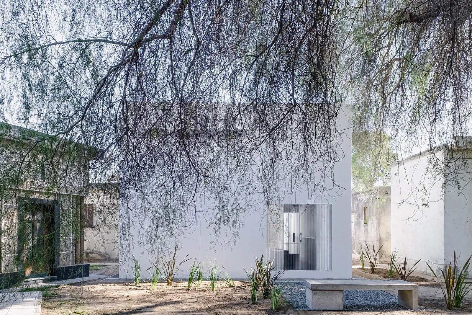 PSJ Chapel by Esteras Perrote Studio, photographed by Andrés Domínguez — distant view of the white cube from the cemetery grounds, the volume partially obscured by the bare winter canopy of the pepper tree, neighbouring mausoleum structures visible on eit