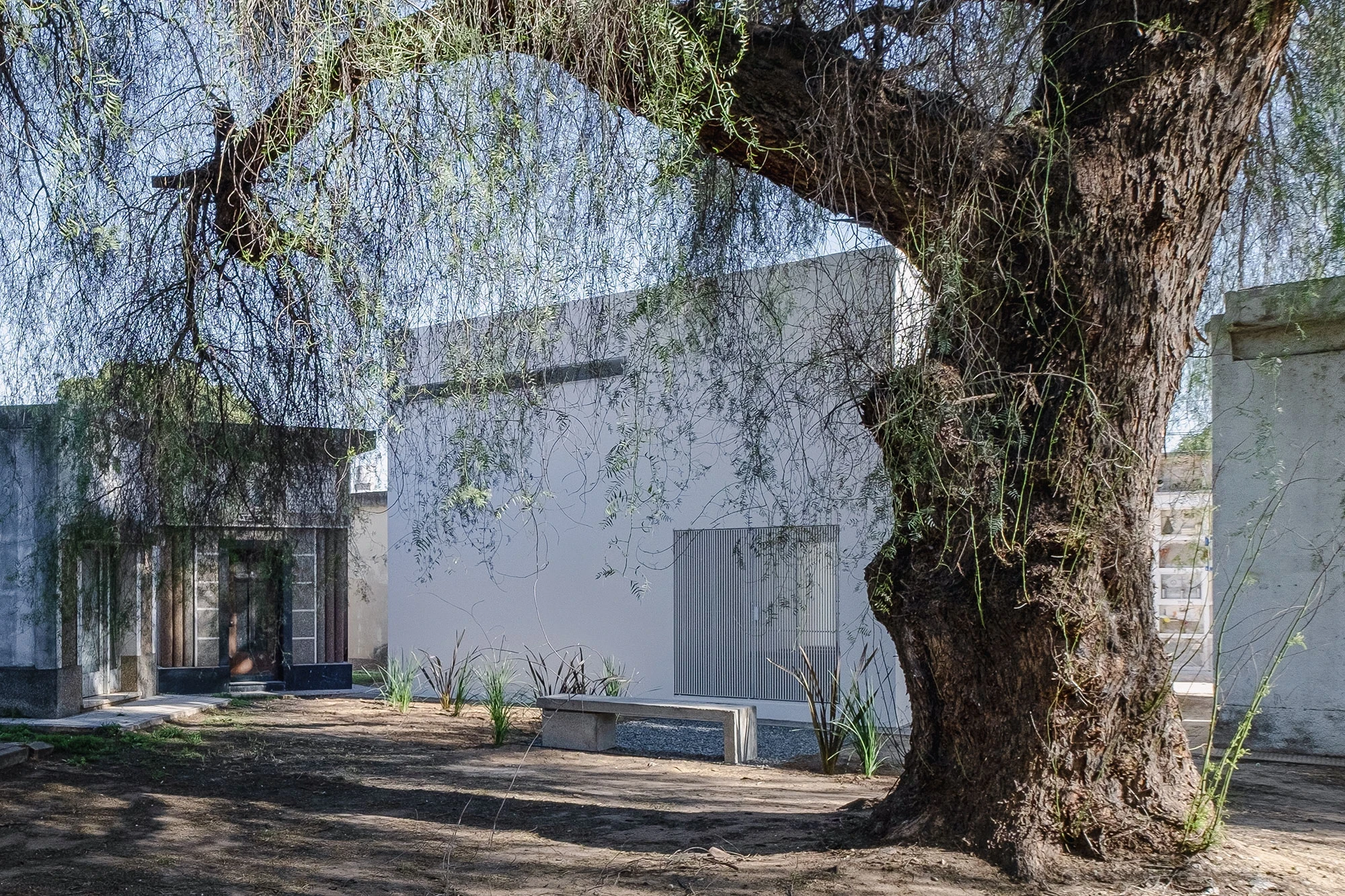 PSJ Chapel by Esteras Perrote Studio, photographed by Andrés Domínguez — the cemetery courtyard viewed through the gnarled trunk and canopy of the aguaribay pepper tree, the white cube visible mid-ground alongside existing stone cemetery structures.