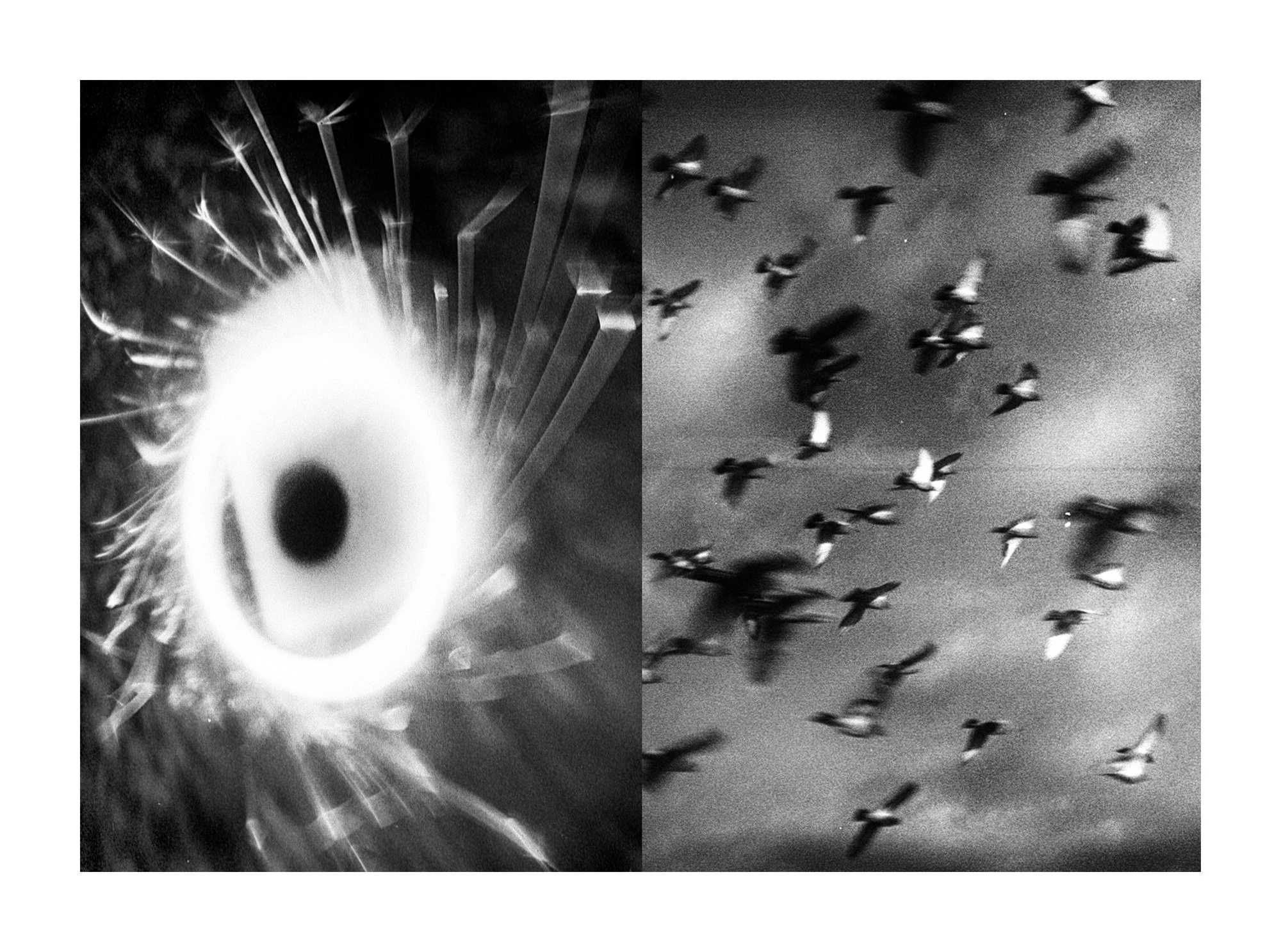 Everything is Wrong by Mark Tamer, photographed by Mark Tamer — A burning white halo with a dark core radiates light streaks next to a flock of pigeons smeared mid-flight across grey grain.