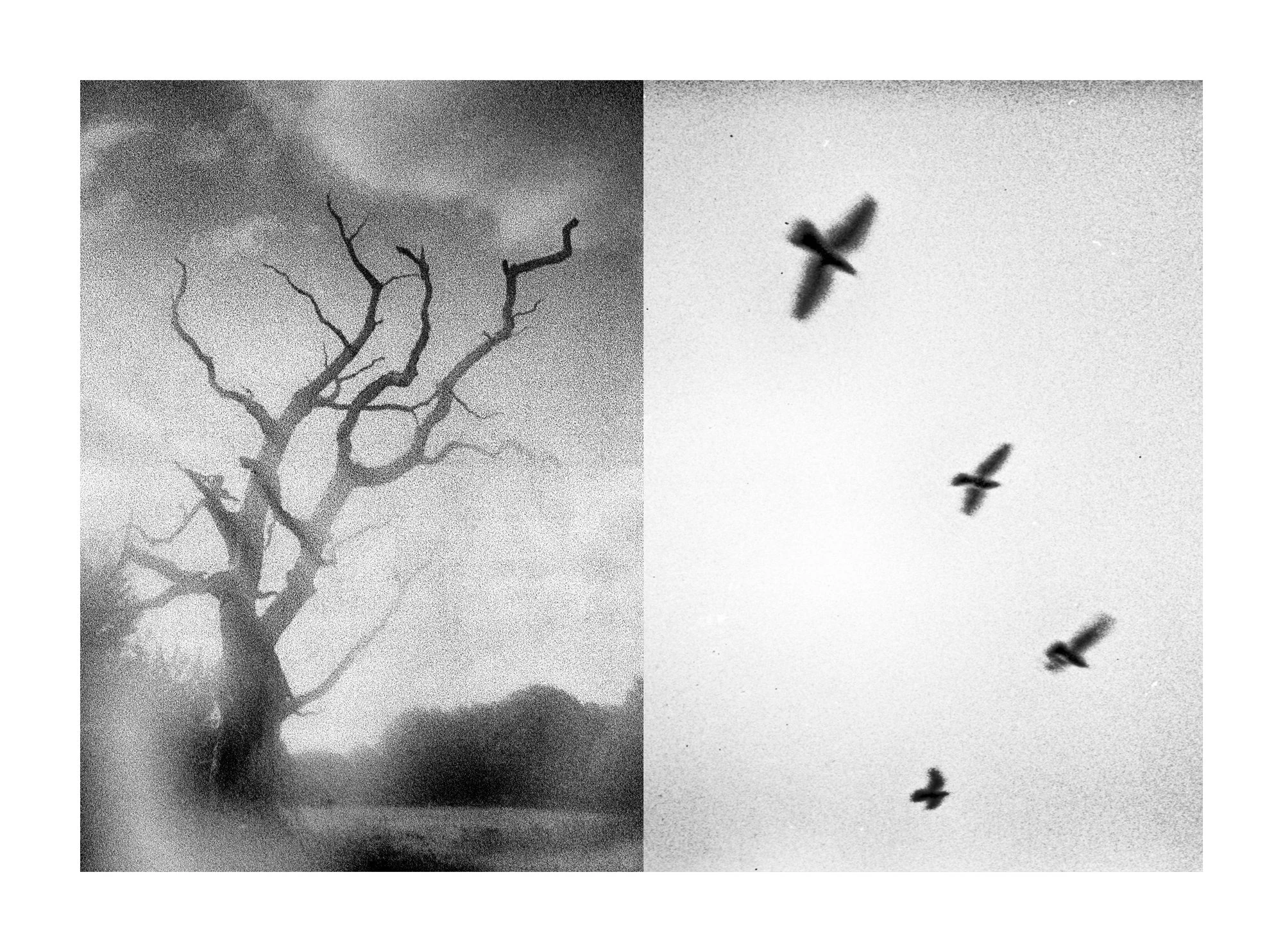 Everything is Wrong by Mark Tamer, photographed by Mark Tamer — A bare grainy tree leans into bright cloud while four blurred birds drift across the pale, washed-out panel alongside it.