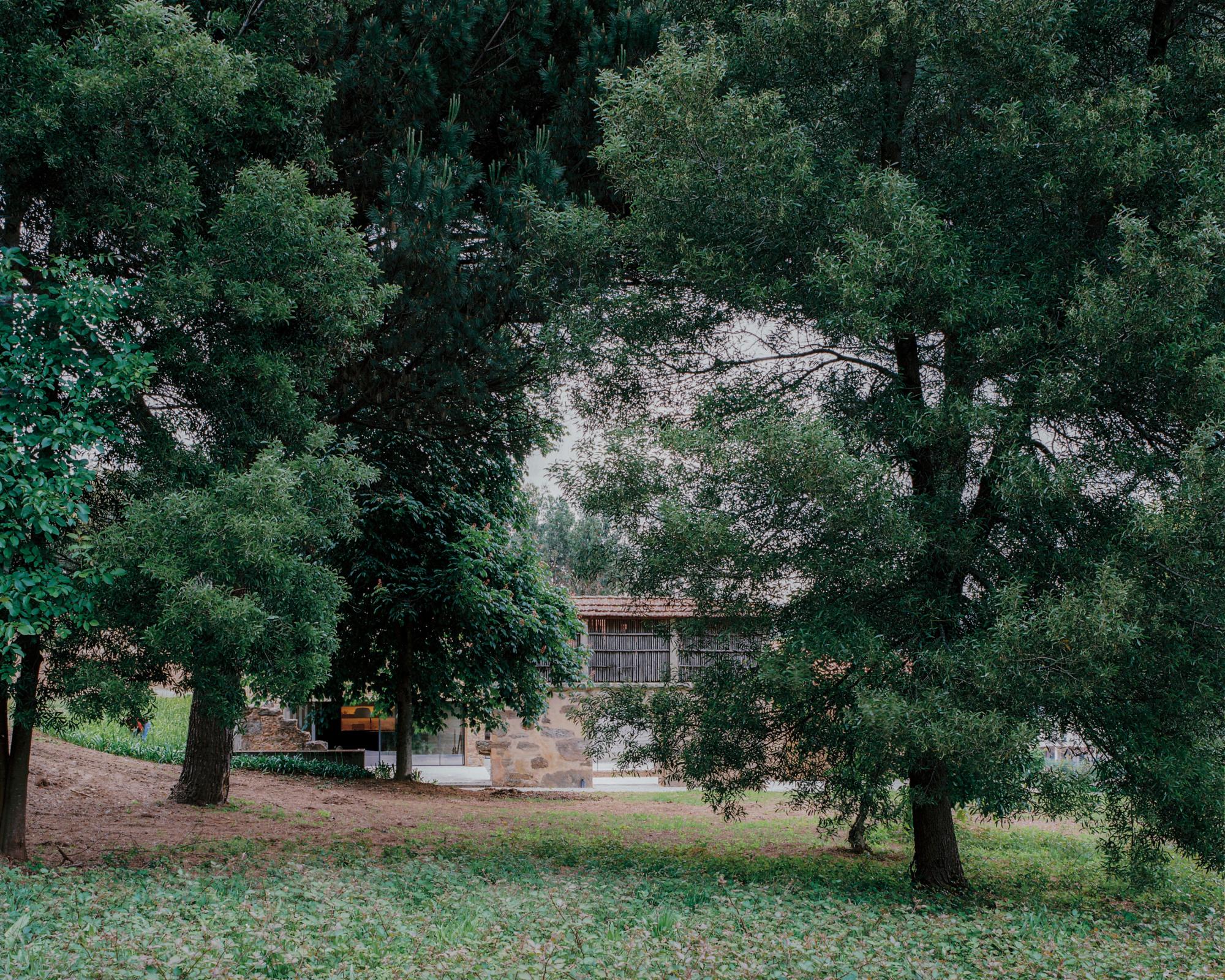 Single-Family Home by Branco del Rio Arquitectos, photographed by Frederico Martinho — The rebuilt volume shows white and pale between the trunks of mature oaks on a green lawn, half-swallowed by the wooded enclosure that walls the site.