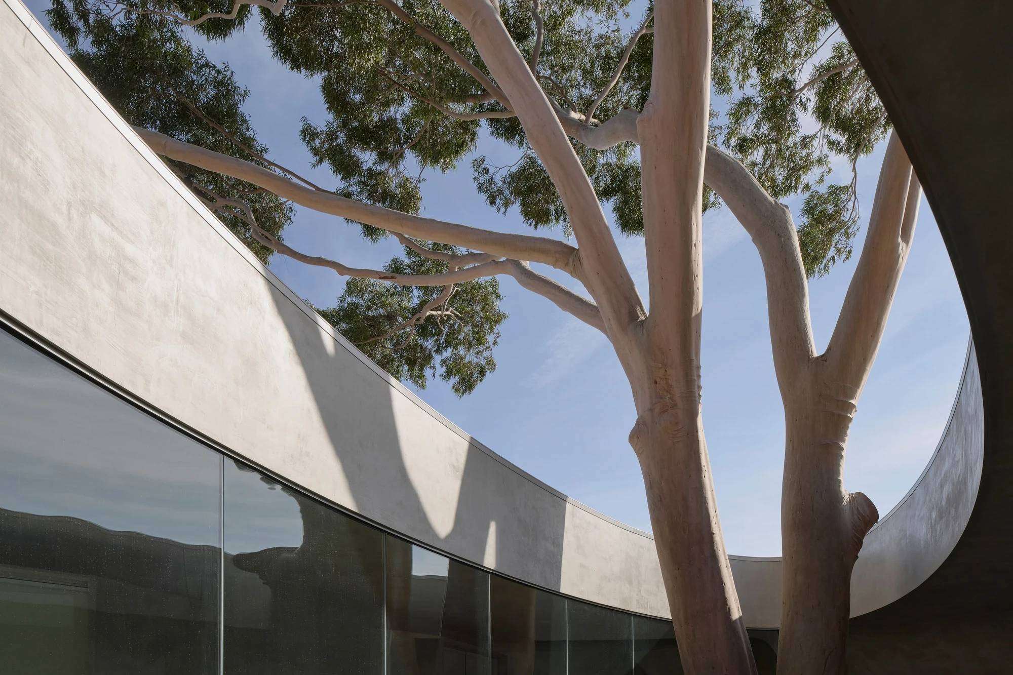 Gallery For A Tree Flyover Marcellin College by Farrell Wray Architects — Braybrook, Australia: the smooth pale limbs of the gum rising through the concrete ellipse into open blue sky.