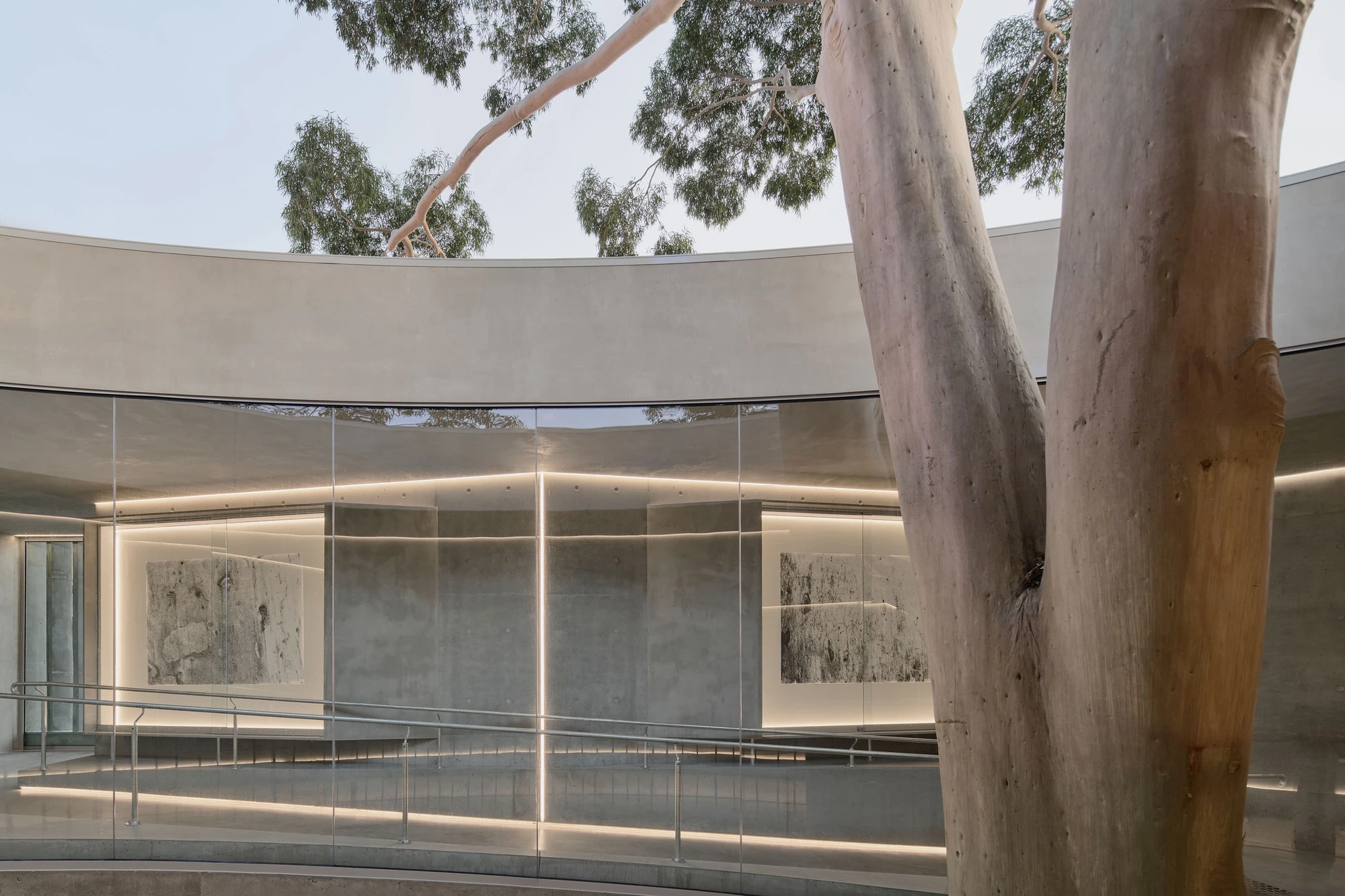 Gallery For A Tree Flyover Marcellin College by Farrell Wray Architects — Braybrook, Australia: the open elliptical court where the gum rises into daylight above the concrete parapet and LED reveals.