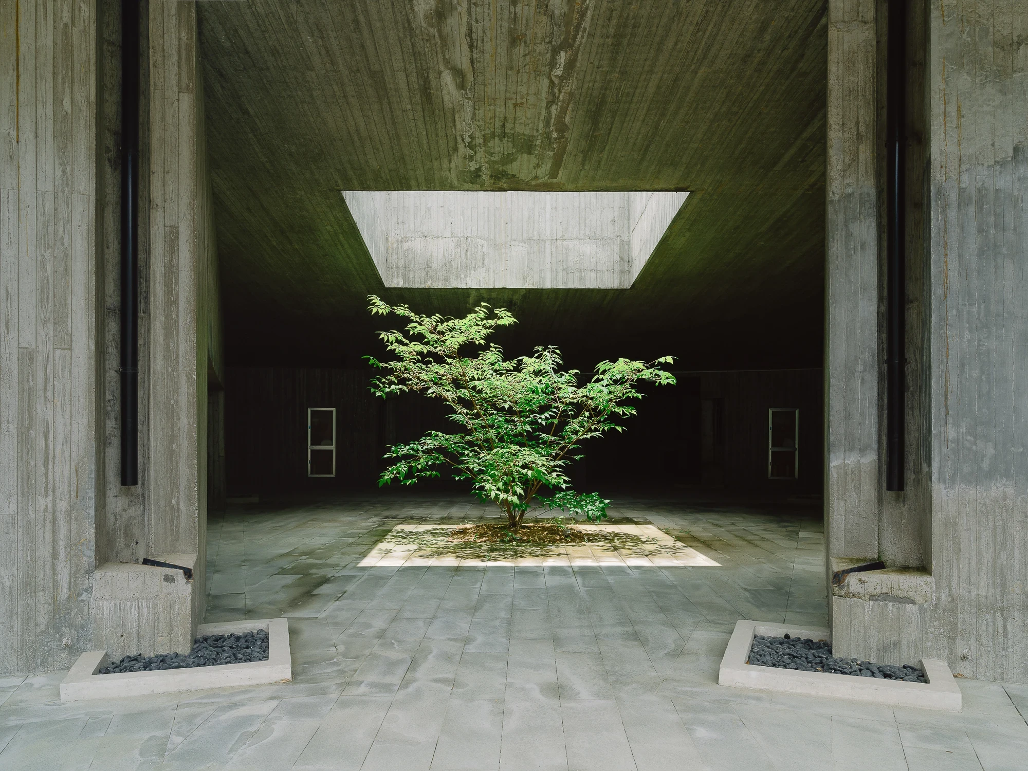 Suichang Funerary Complex by Untitled Architects, photographed by Tianzhou Yang — a maple centred under a square skylight in a courtyard framed by heavy concrete piers and beds of black stones.