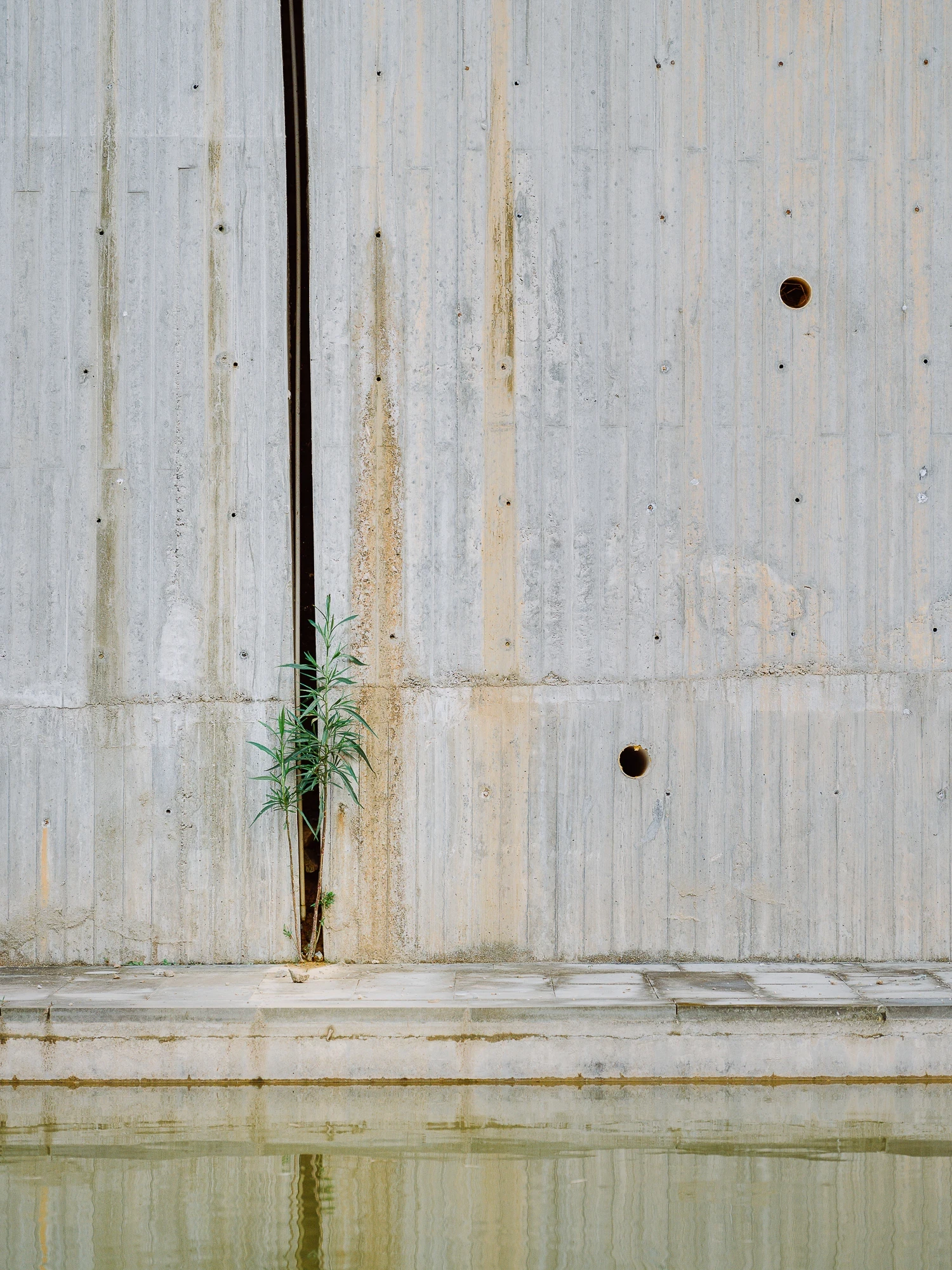 Suichang Funerary Complex by Untitled Architects, photographed by Tianzhou Yang — a small plant grows from a joint in a weathered concrete wall above a still band of water.