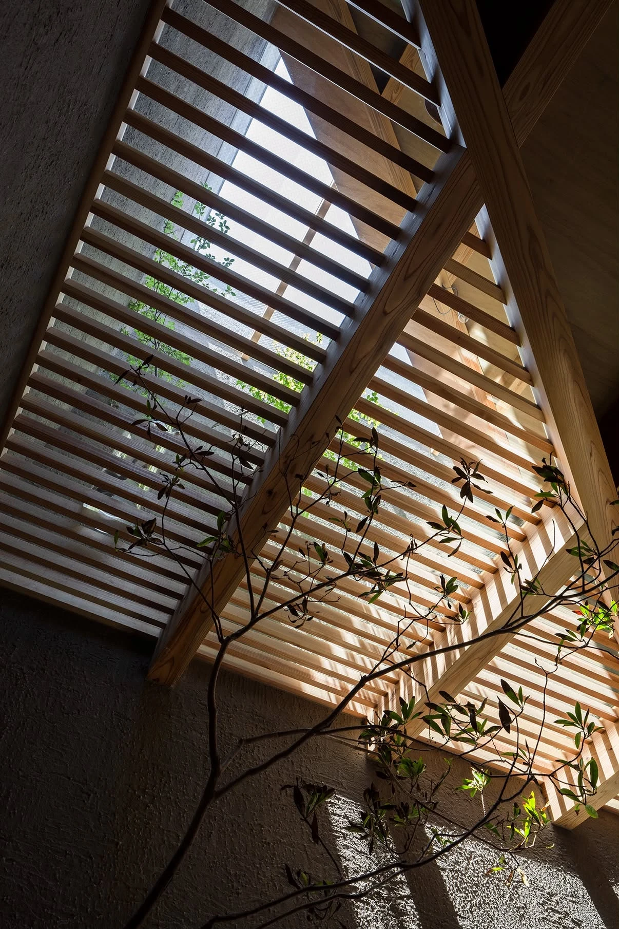 NesT by mA-style architects, photographed by Norihito Yamauchi — Sunlight pours through a pitched timber louvre screen onto rough grey render, a bare-branched sapling reaching toward the light.