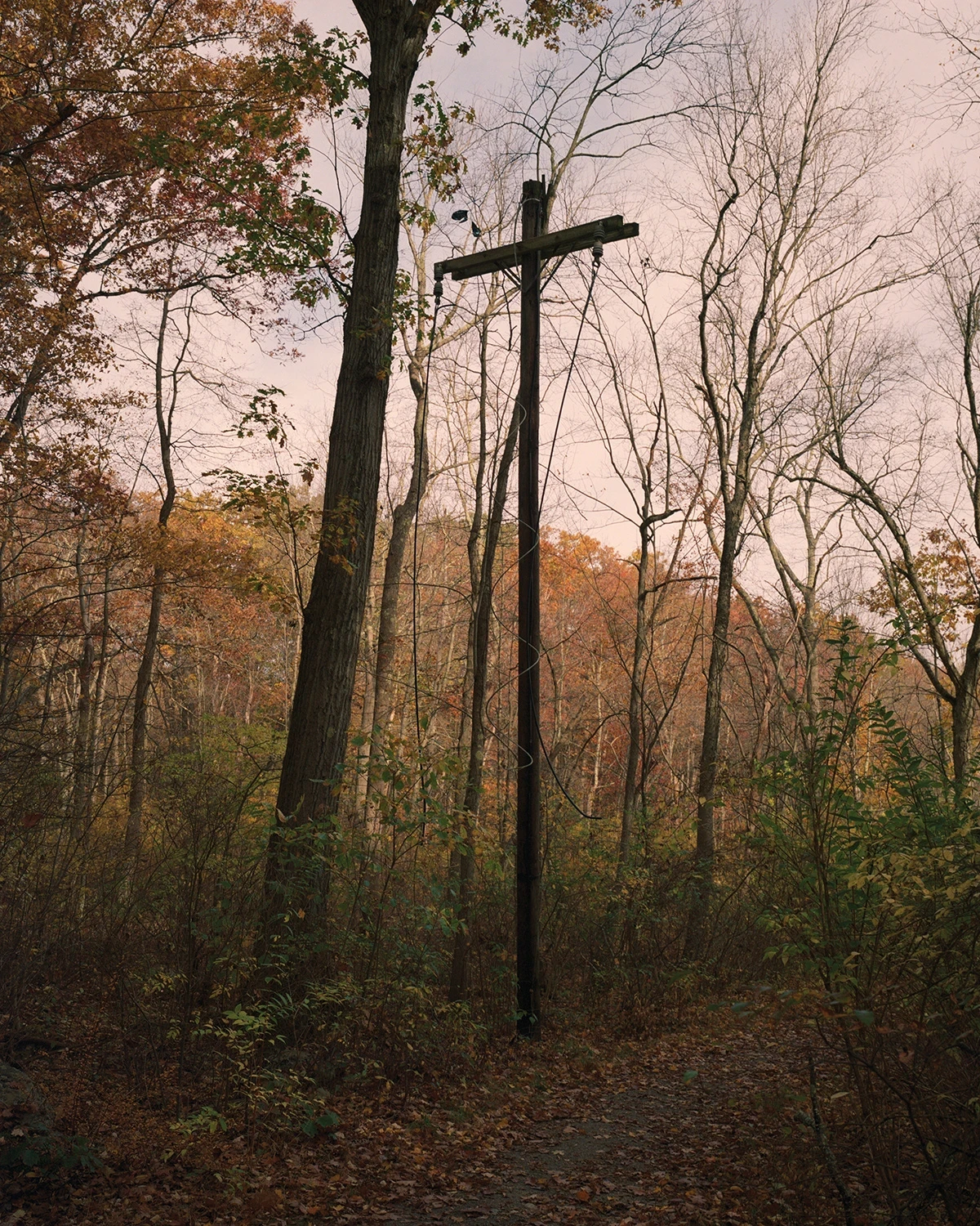 Wading by Jon Testa, photographed by Jon Testa — a tall wooden cross stands among bare trees along a leaf-strewn path in muted autumn woods.