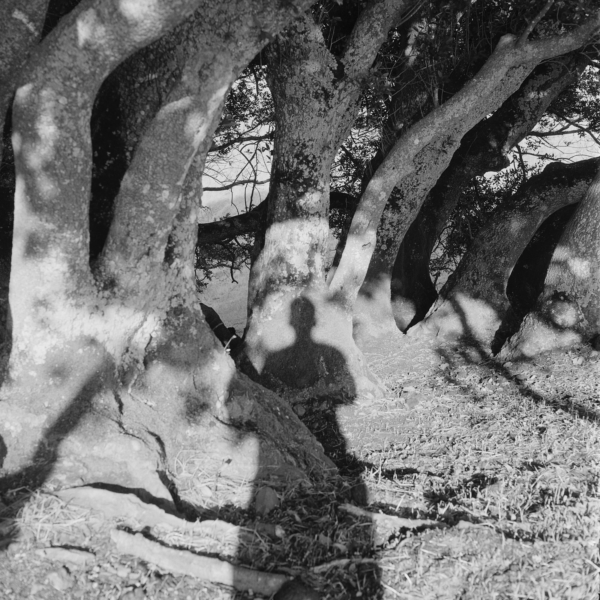Eternal Return by Benjamin Young, photographed by Benjamin Young — the photographer's own shadow falls across dry grass among a grove of pale, leaning tree trunks.