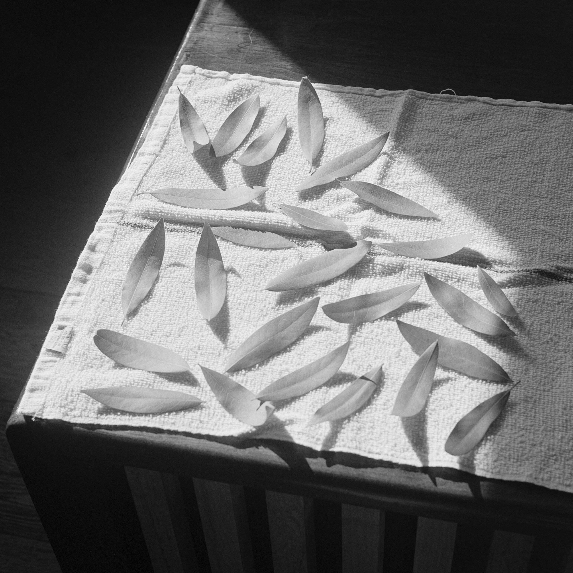 Eternal Return by Benjamin Young, photographed by Benjamin Young — pale slender leaves scattered across a white towel draped over a dark wooden crib, cut by a shaft of hard sunlight.