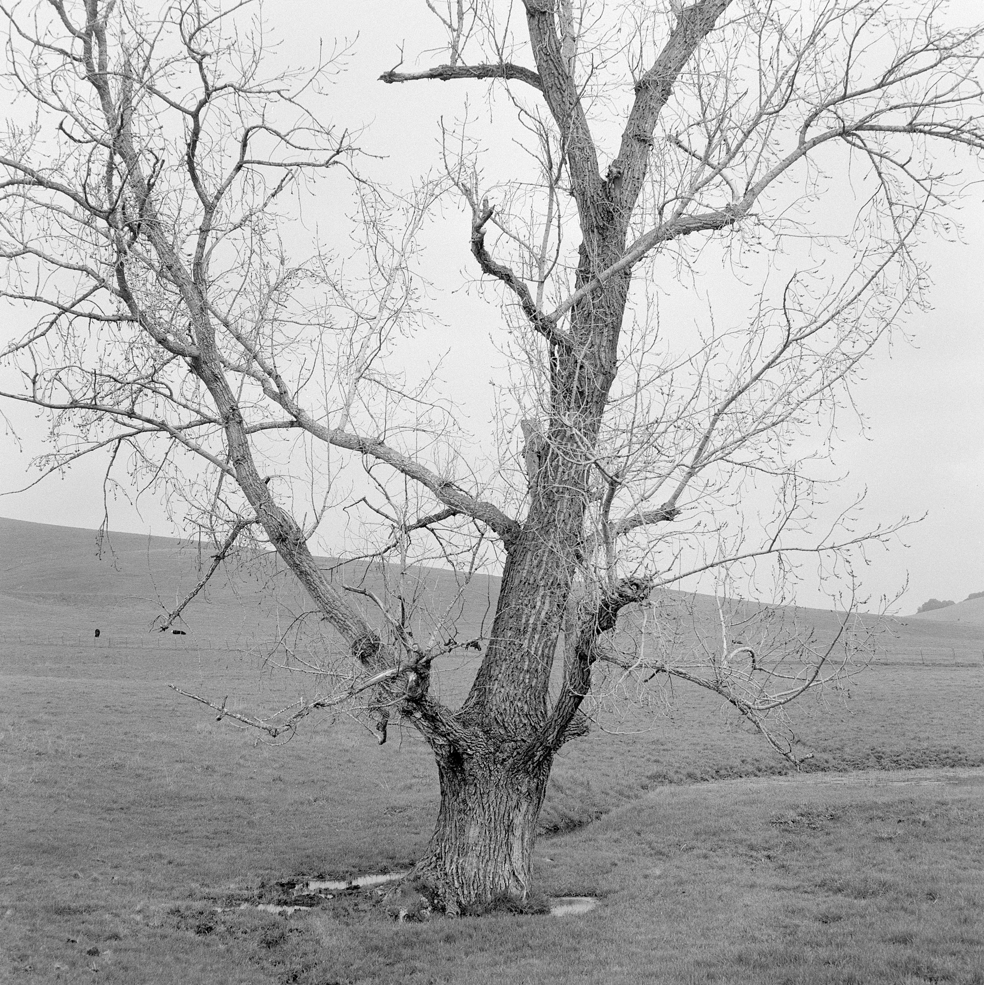 Eternal Return by Benjamin Young, photographed by Benjamin Young — a single bare winter tree stands alone in an open green field before rolling hills.