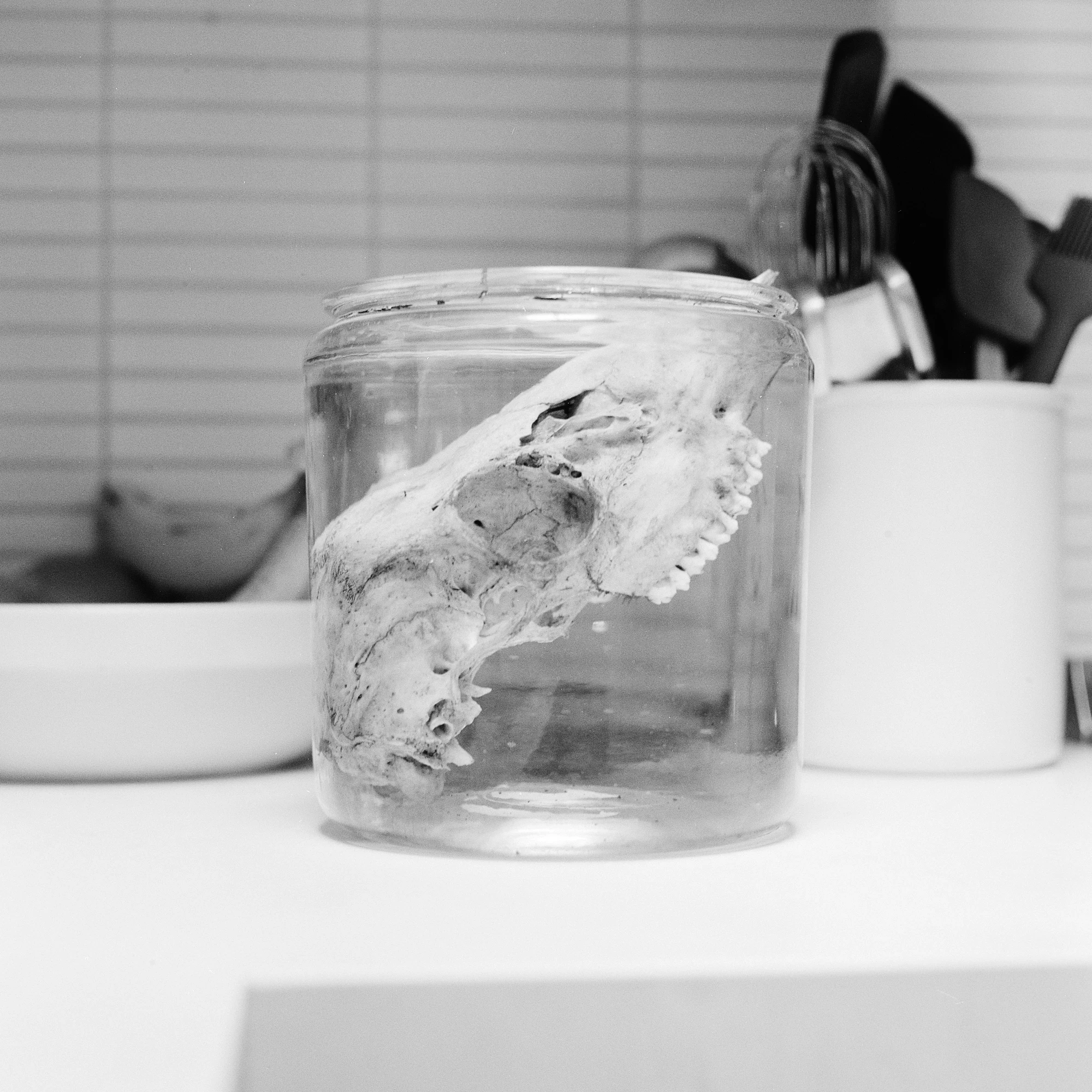 Eternal Return by Benjamin Young, photographed by Benjamin Young — an animal skull submerged in a glass jar of water on a white kitchen counter beside a utensil crock.