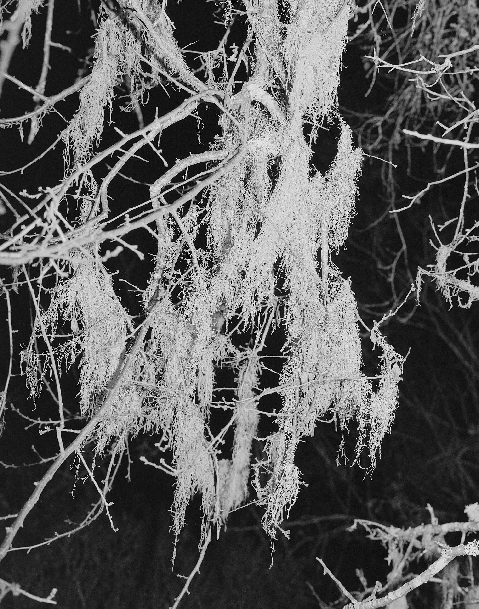 Eternal Return by Benjamin Young, photographed by Benjamin Young — pale lace lichen hangs in tangled strands from bare branches against a black ground.