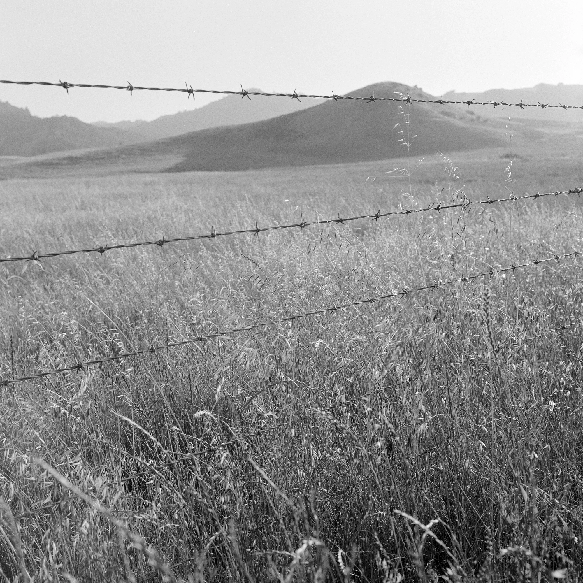 Eternal Return by Benjamin Young, photographed by Benjamin Young — a dry summer field of tall grass seen through the strands of a barbed-wire fence, distant hills beyond.
