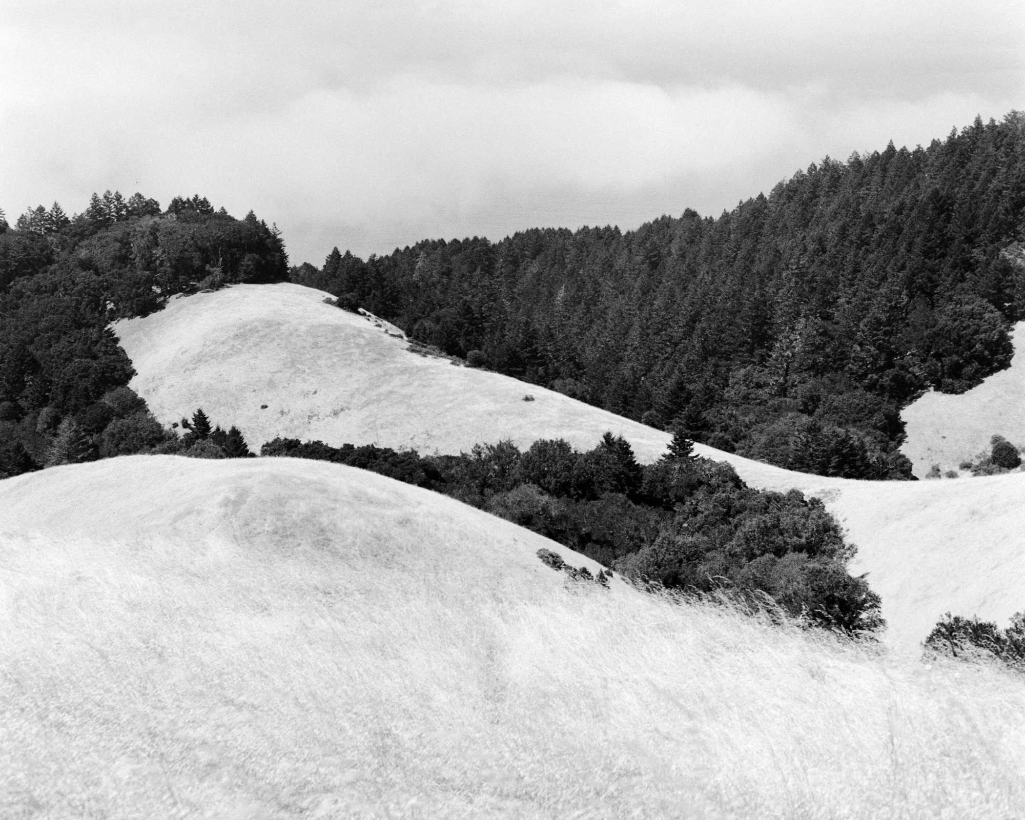 Eternal Return by Benjamin Young, photographed by Benjamin Young — bald grass hills roll toward a dark wall of firs under a flat overcast sky, the opening view of the Marin County landscape.