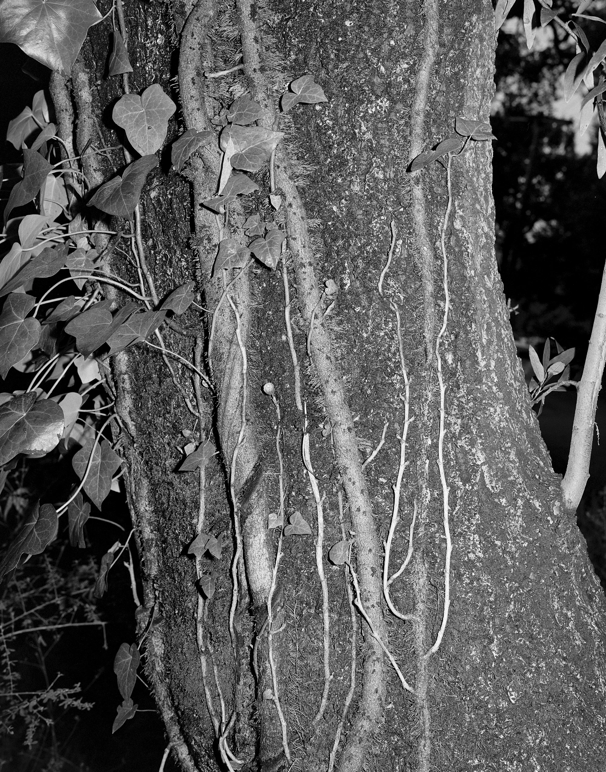 Eternal Return by Benjamin Young, photographed by Benjamin Young — pale ivy roots grip the mossy bark of a tree trunk in low raking light.