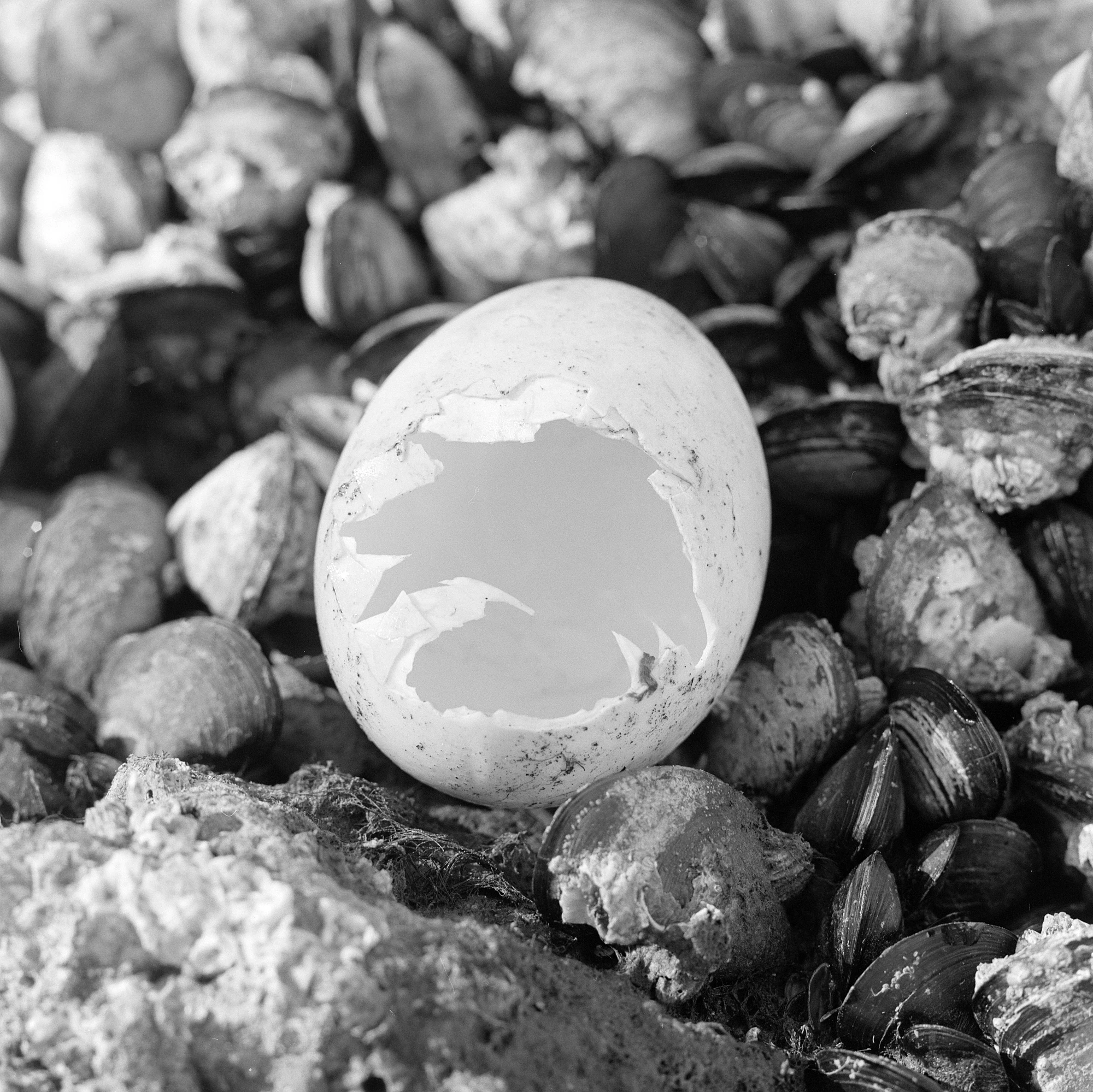 Eternal Return by Benjamin Young, photographed by Benjamin Young — a cracked and emptied white egg rests in a bed of black mussel and clam shells.