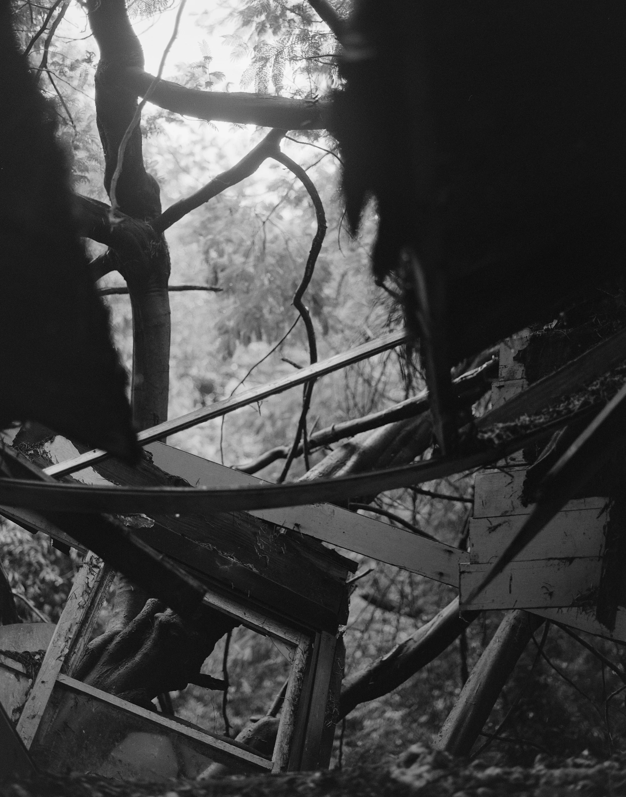 Eternal Return by Benjamin Young, photographed by Benjamin Young — a collapsed wooden structure tangles among tree trunks and undergrowth in deep forest shadow.