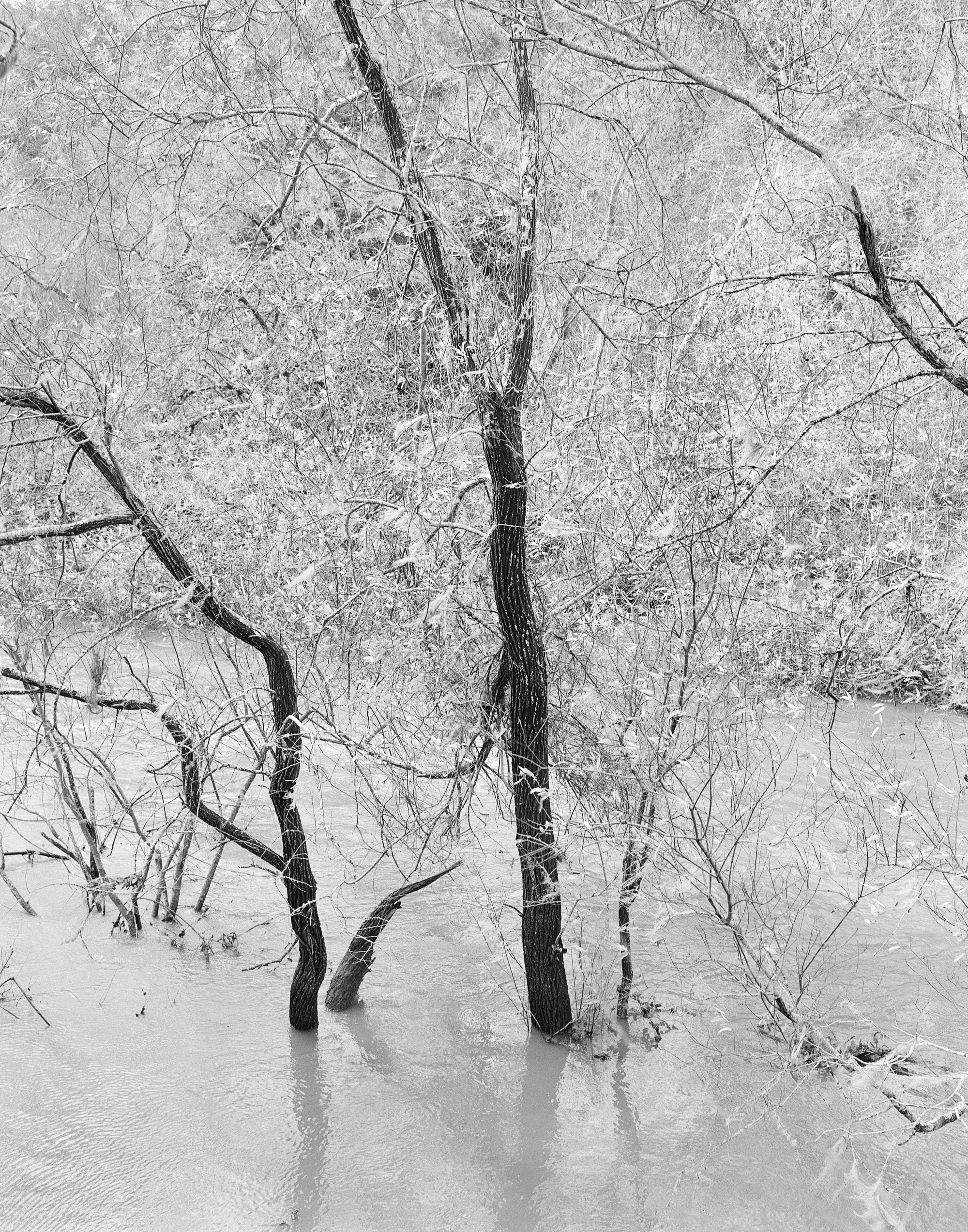 Eternal Return by Benjamin Young, photographed by Benjamin Young — snow-dusted bare trees stand rooted in the still, iced-over water of a river.