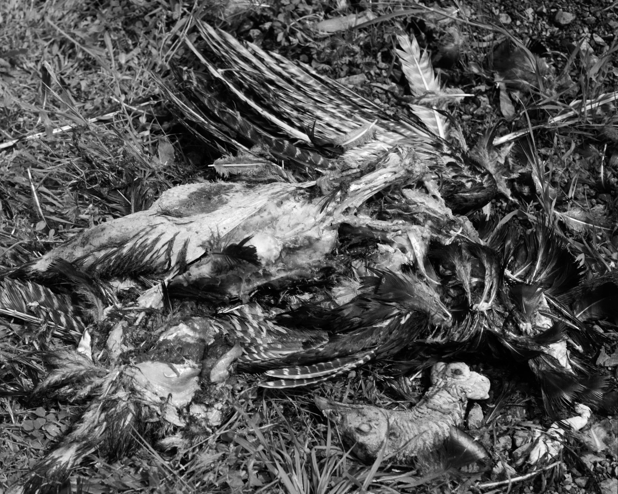 Eternal Return by Benjamin Young, photographed by Benjamin Young — the decaying carcass of a bird lies in the grass, one striped wing thrown open.