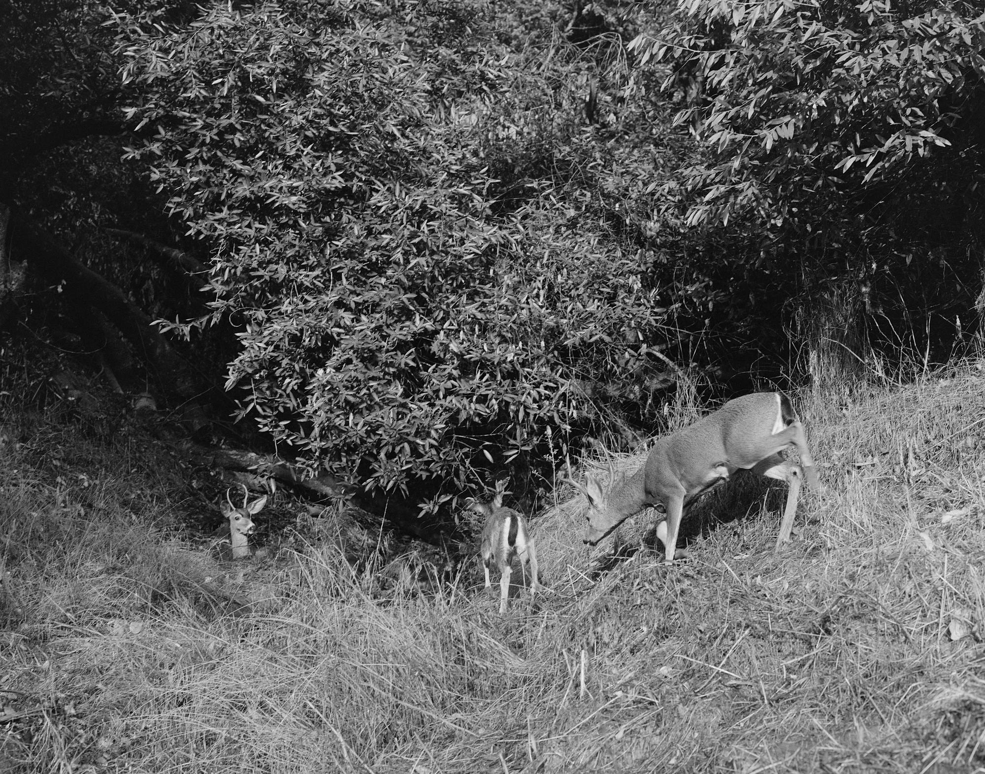 Eternal Return by Benjamin Young, photographed by Benjamin Young — two deer and a small fawn stand on a grassy slope beside a dense dark shrub.
