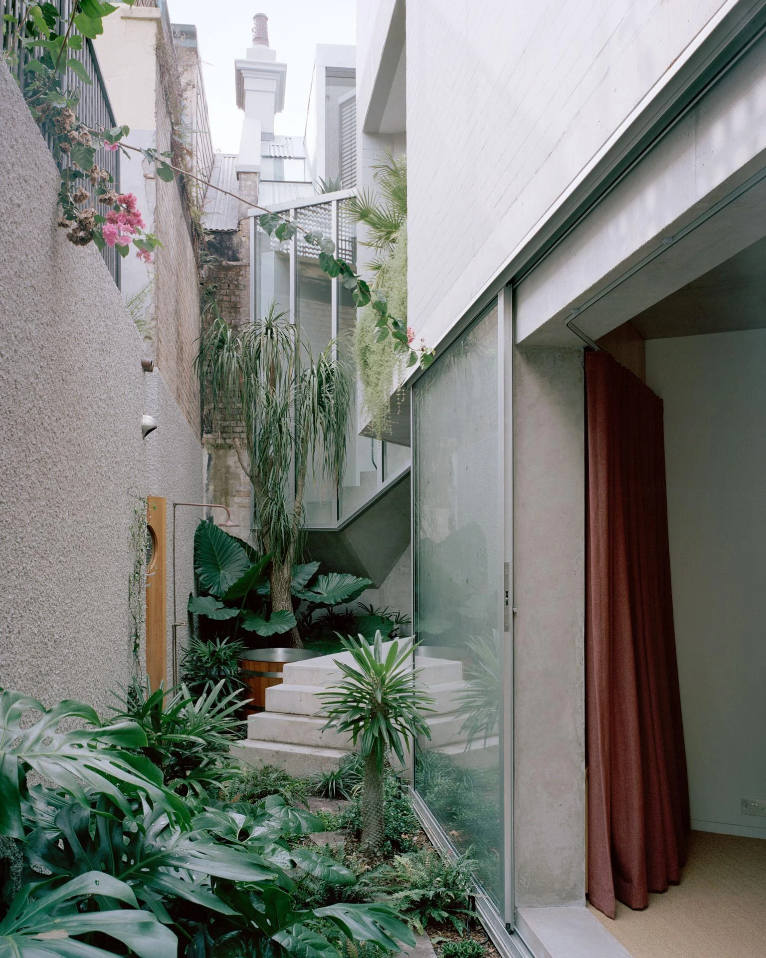 House next to Taylor Square by Anthony Gill Architects, photographed by Rory Gardiner with Colby Vexler — Interstitial courtyard dense with monstera, palms and brugmansia, a concrete stair climbing past a red curtain.