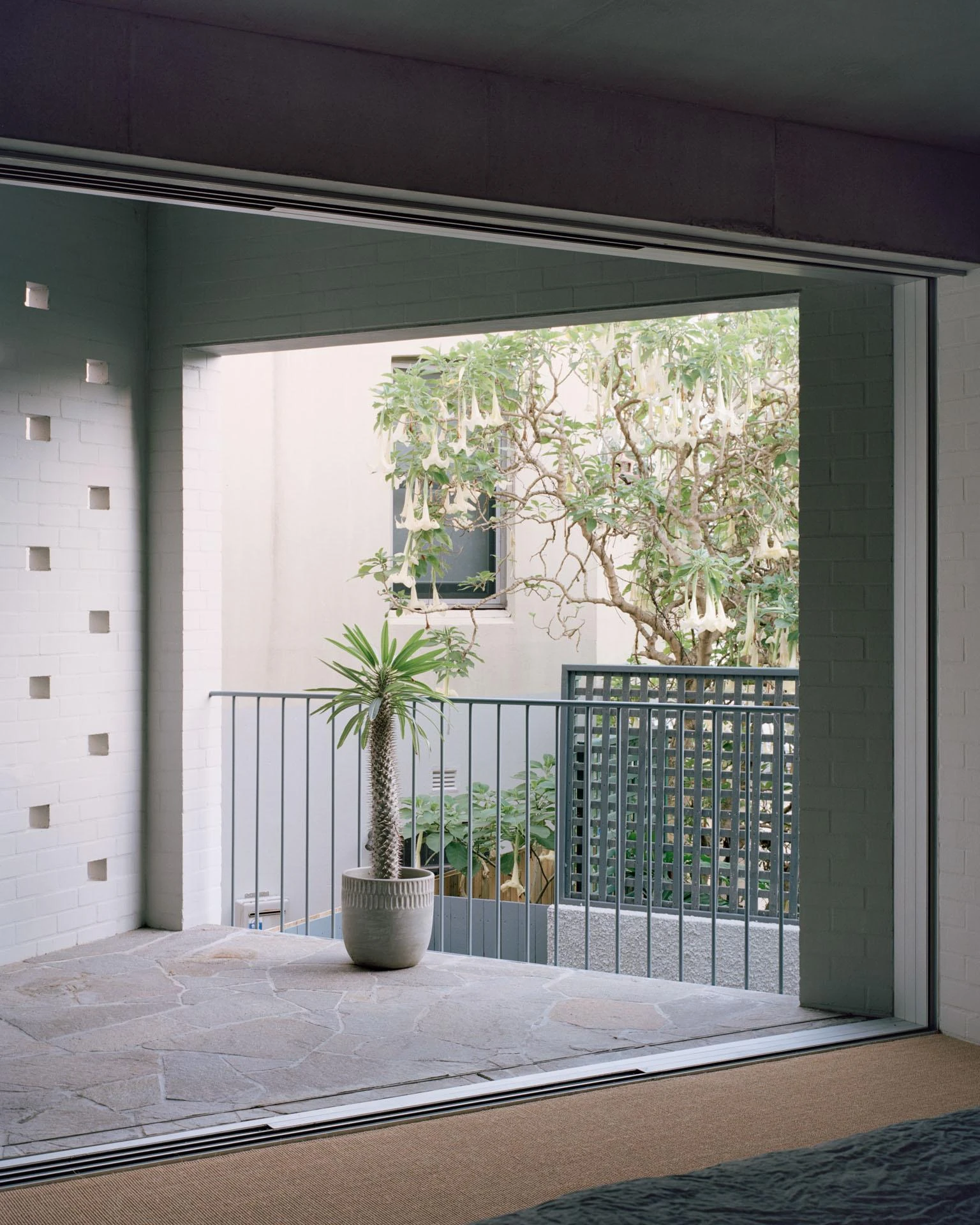 House next to Taylor Square by Anthony Gill Architects, photographed by Rory Gardiner with Colby Vexler — Main bedroom terrace on flagstone paving, a potted yucca and brugmansia beyond a steel balustrade and perforated brick wall.