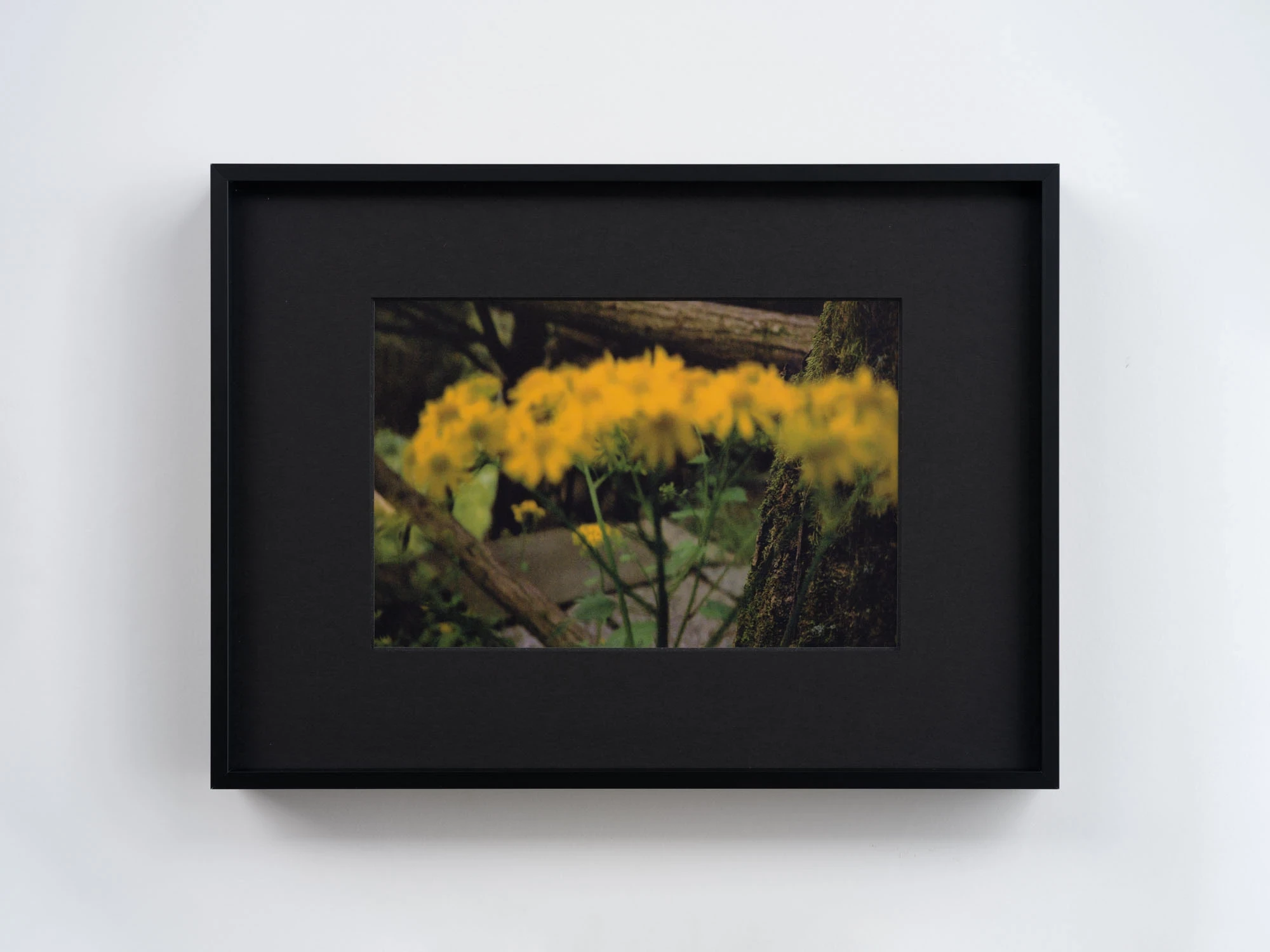 Spillover by Ann Zhao, photographed by Felix S.C. Wong — A colour photograph of yellow flowers thrown out of focus in front of a mossy tree trunk and fallen branches