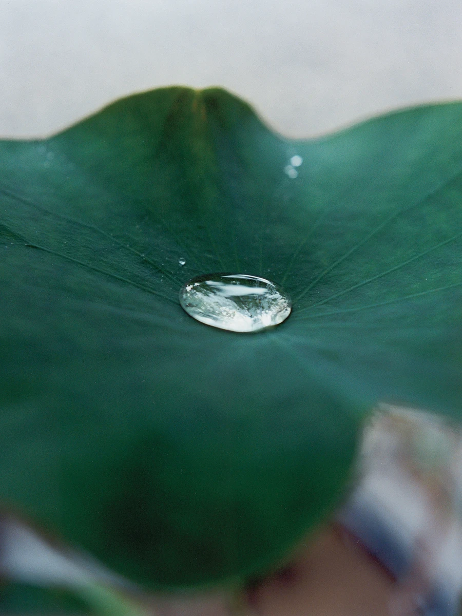 Illuminance by Rinko Kawauchi: the photobook published in 2011 through five houses in five countries at once
