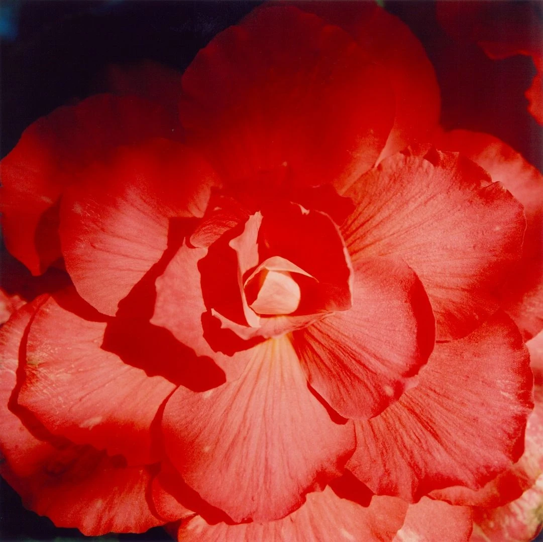Illuminance by Rinko Kawauchi -- A red camellia opens in tight close-up, its petals veined and lit from one side