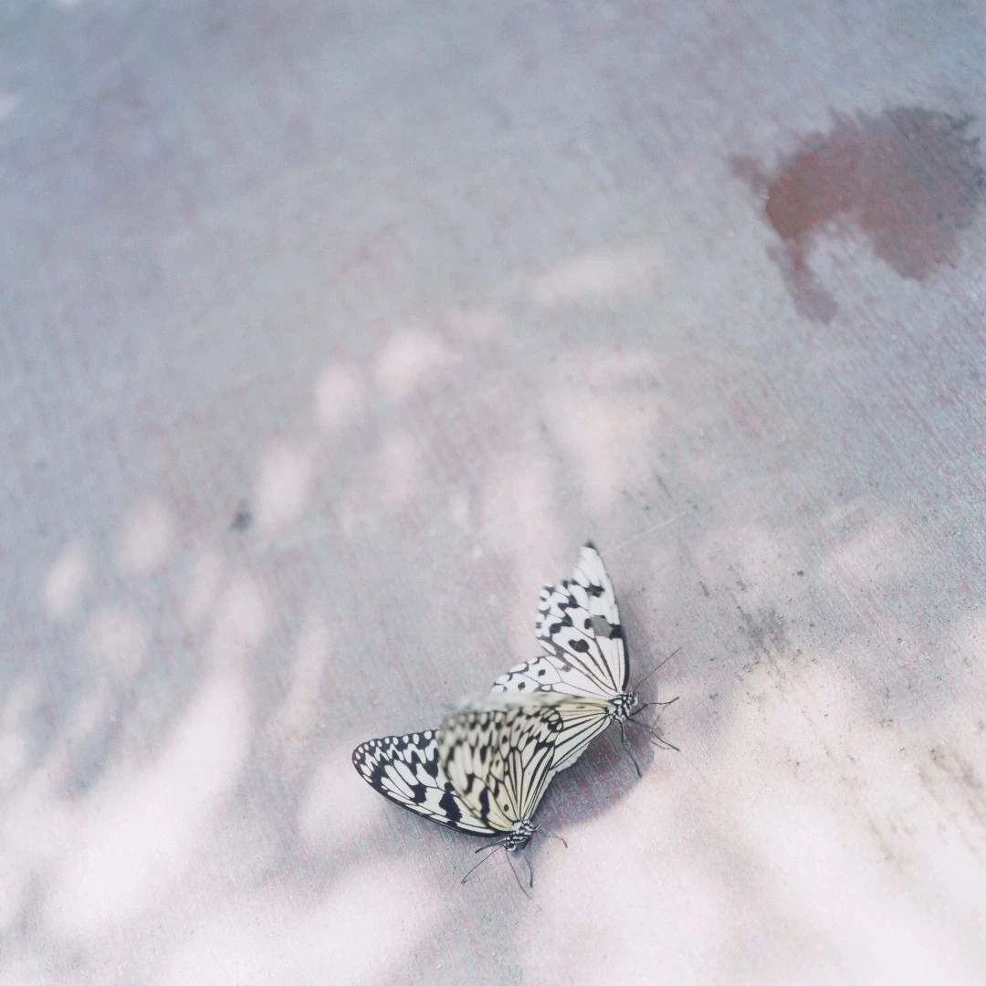 Illuminance by Rinko Kawauchi -- A dead bird lies wings-open against a plain white wall, its shadow cast sharply behind it