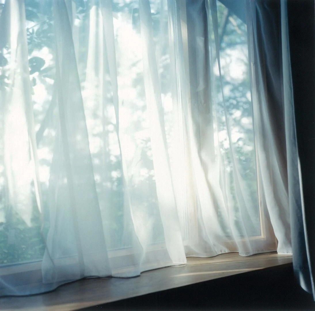 Illuminance by Rinko Kawauchi -- Pale cosmos flowers rise against a saturated blue sky