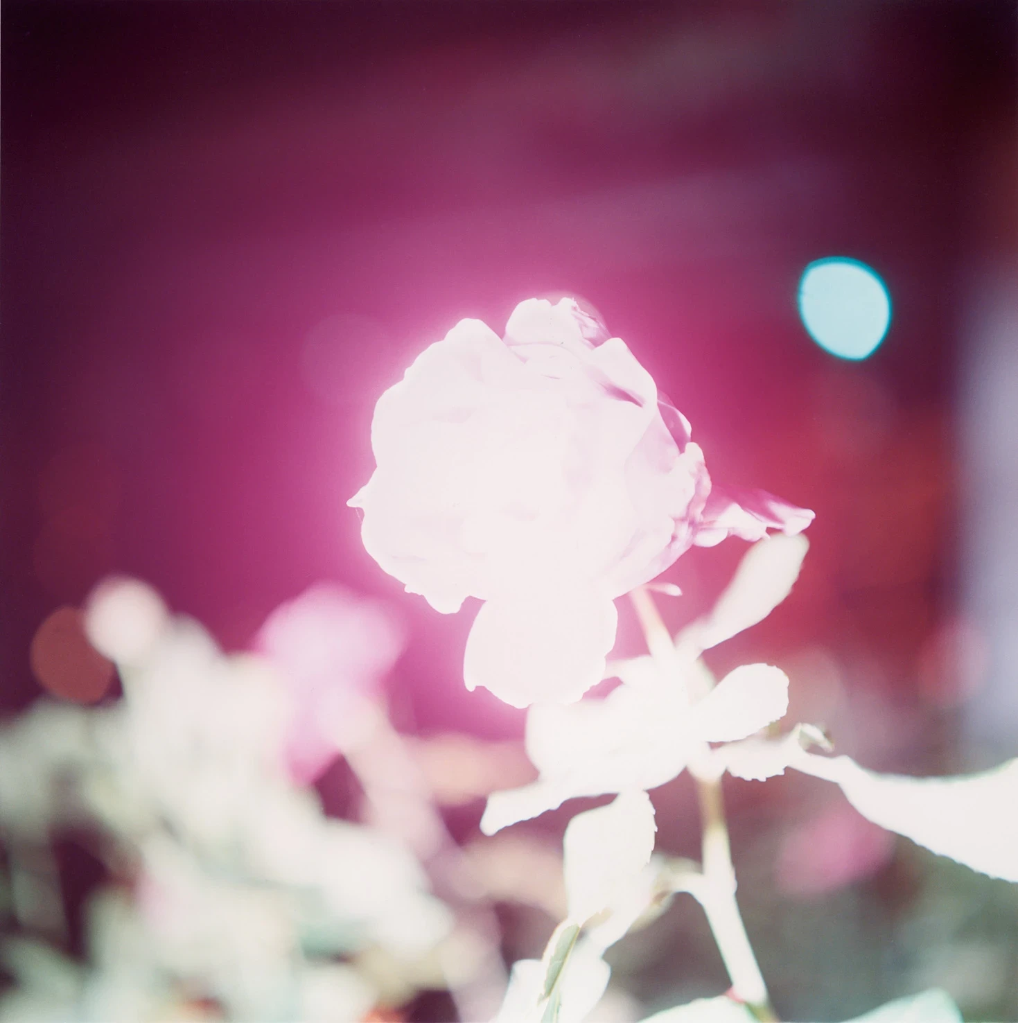 Illuminance by Rinko Kawauchi -- A coastal cliff and a distant volcanic peak are seen through a curtain of falling rain