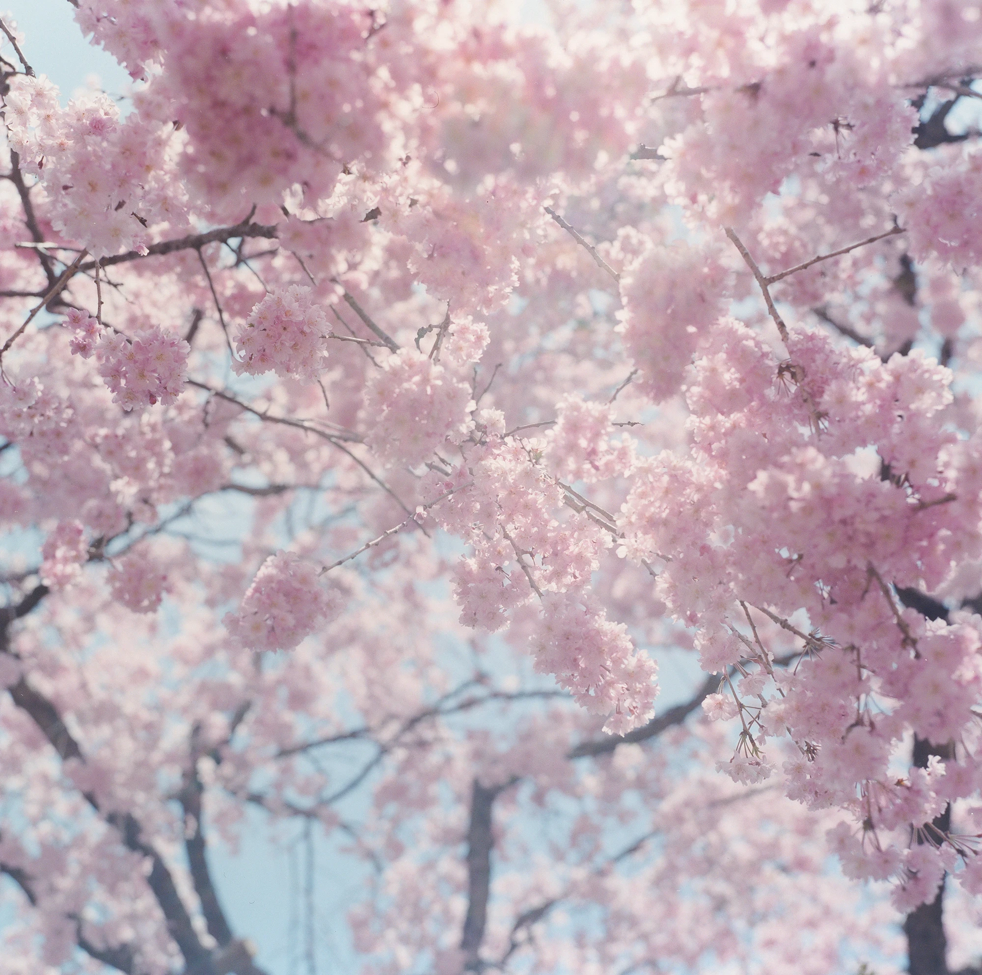 Illuminance by Rinko Kawauchi -- Cherry blossoms crowd a pale branch against a clear blue sky