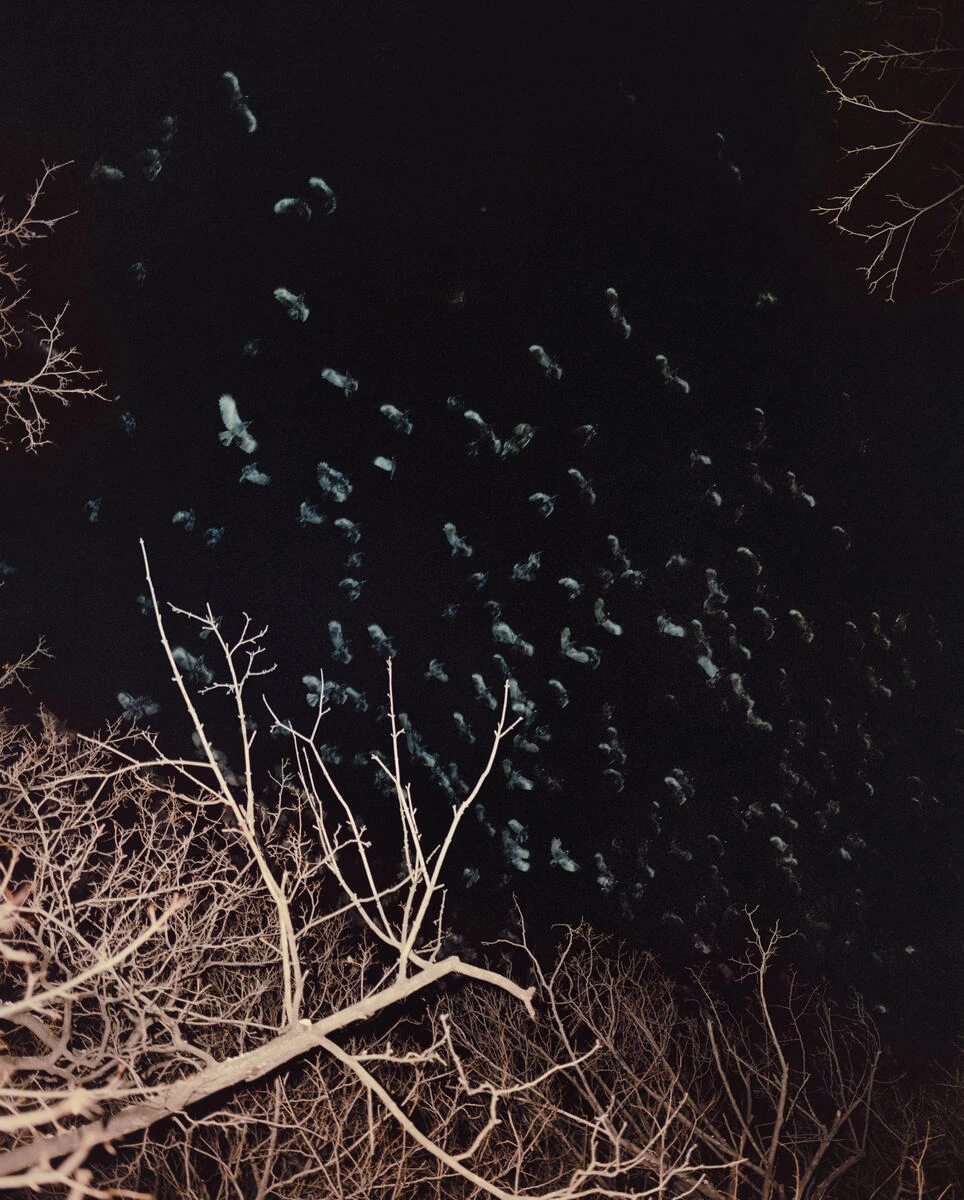 King, Queen, Knave by Gregory Halpern, photographed by Gregory Halpern — Dozens of birds blurred in flight against a black sky above pale bare branches.