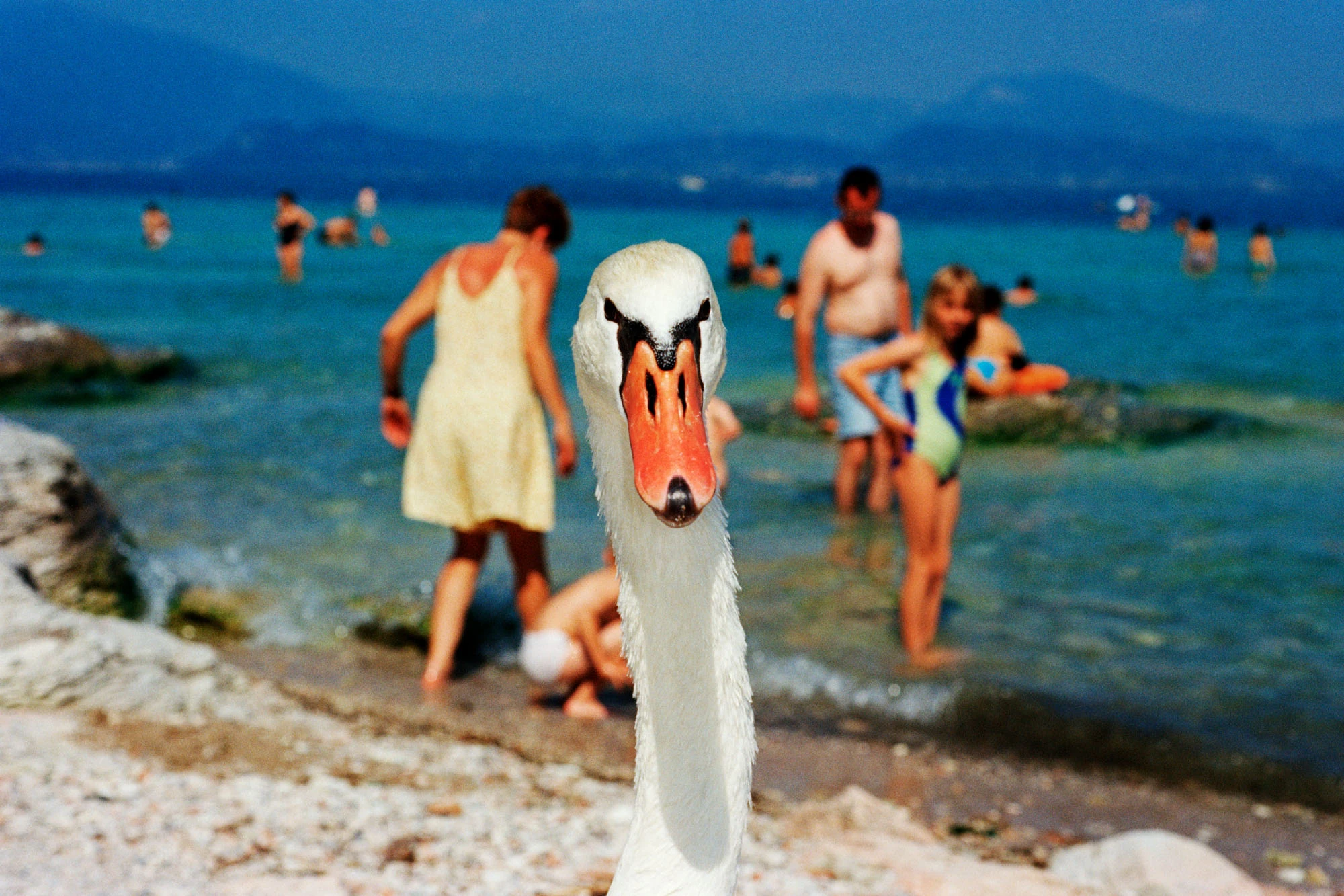 In Plain View by Martin Parr, photographed by Martin Parr — A mute swan stares into the lens at close range while bathers stand in the shallow turquoise water behind it.