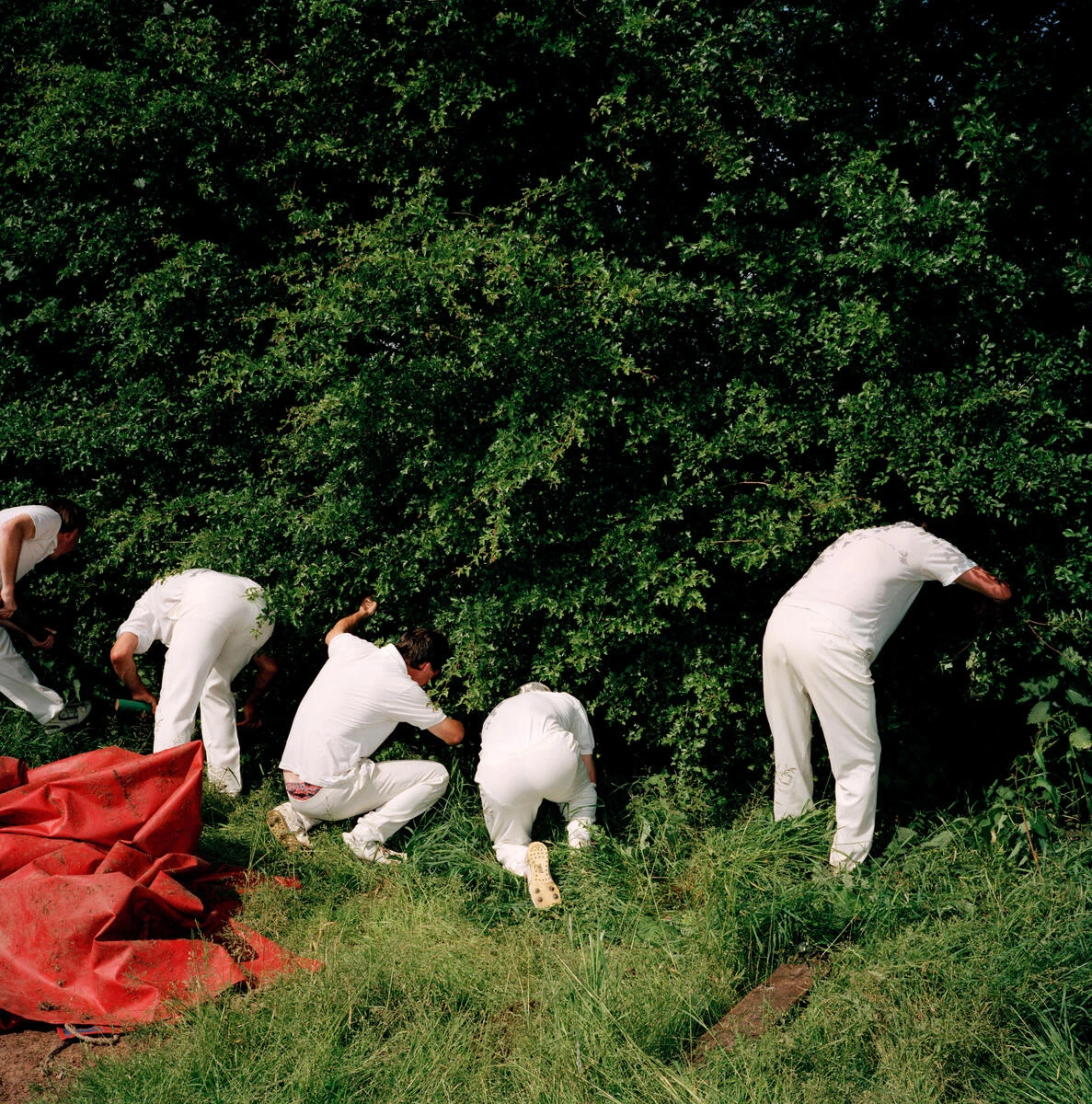 In Plain View by Martin Parr, photographed by Martin Parr — Cricketers in whites bend into a dark green hedge searching the long grass for a lost ball, a red groundsheet crumpled at the left.