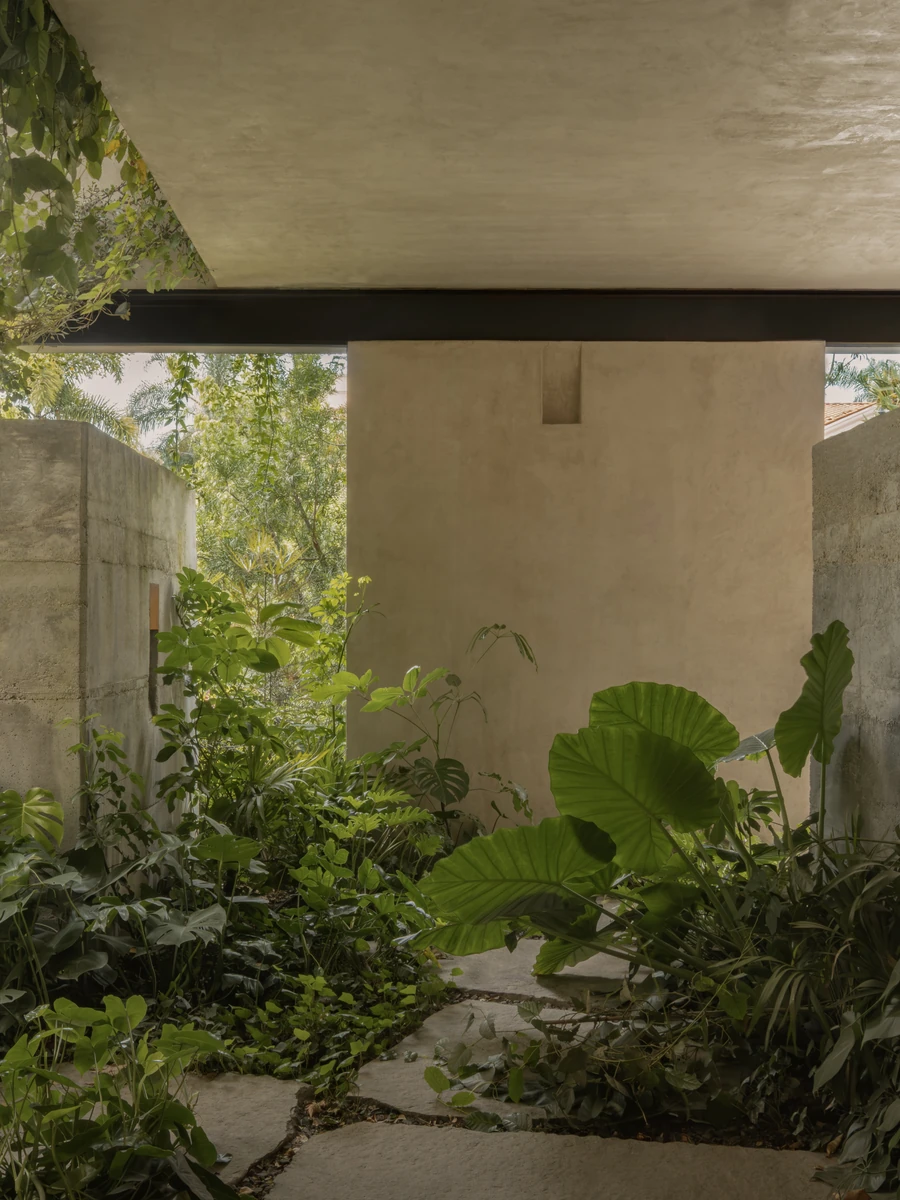 Casa Azaleas by V Taller, photographed by Funciono — A garden threshold under a deep slab edged by a black steel beam, where broad alocasia leaves rise over pale stone paving laid with open planted joints.