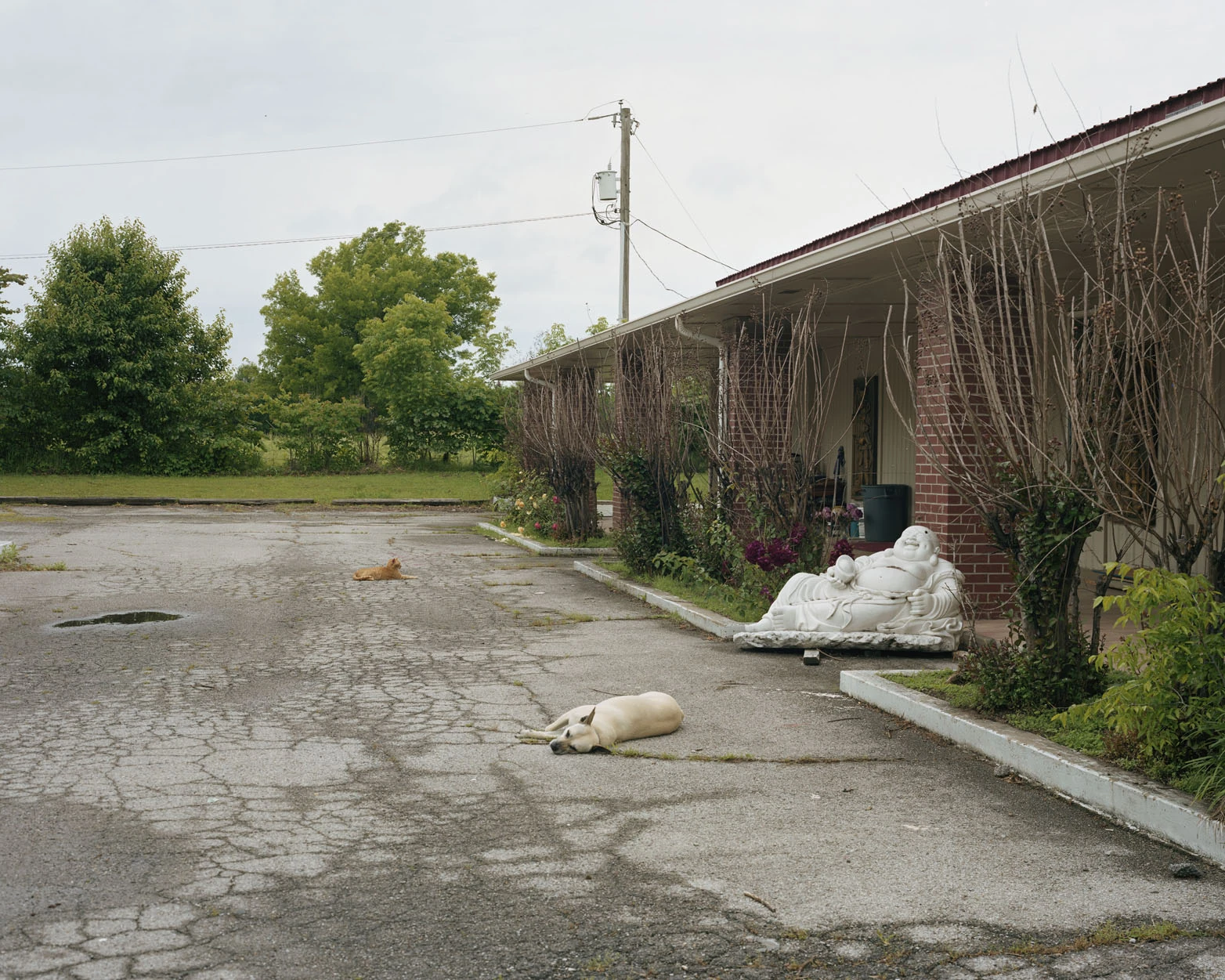 A Pound of Pictures by Alec Soth, photographed by Alec Soth — A dog and a cat sleep on cracked asphalt beside a white reclining Buddha at the end of a brick motel porch, from A Pound of Pictures by Alec Soth.